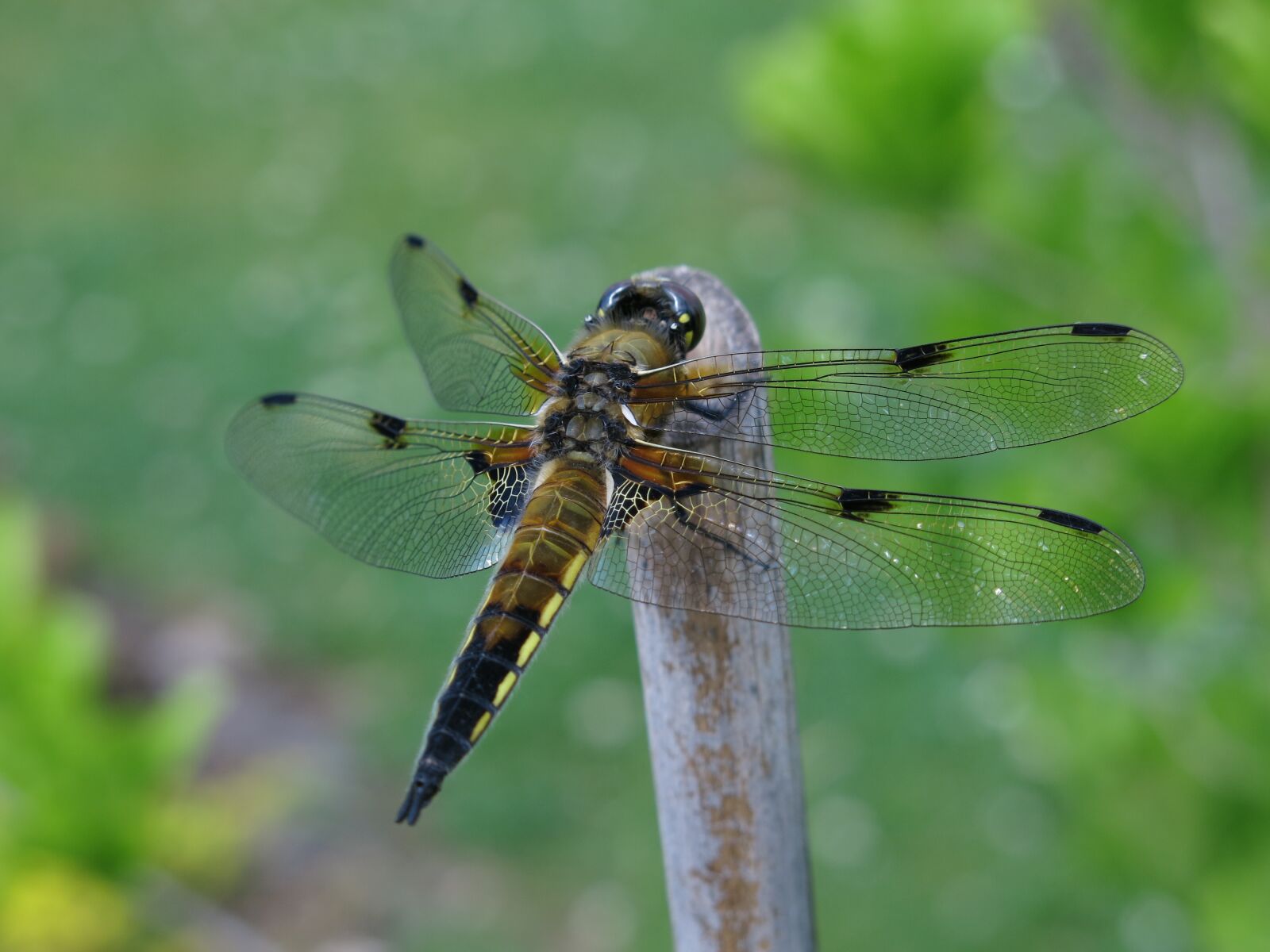 Canon PowerShot G15 sample photo. Four-spotted dragonfly, dragonflies, close photography