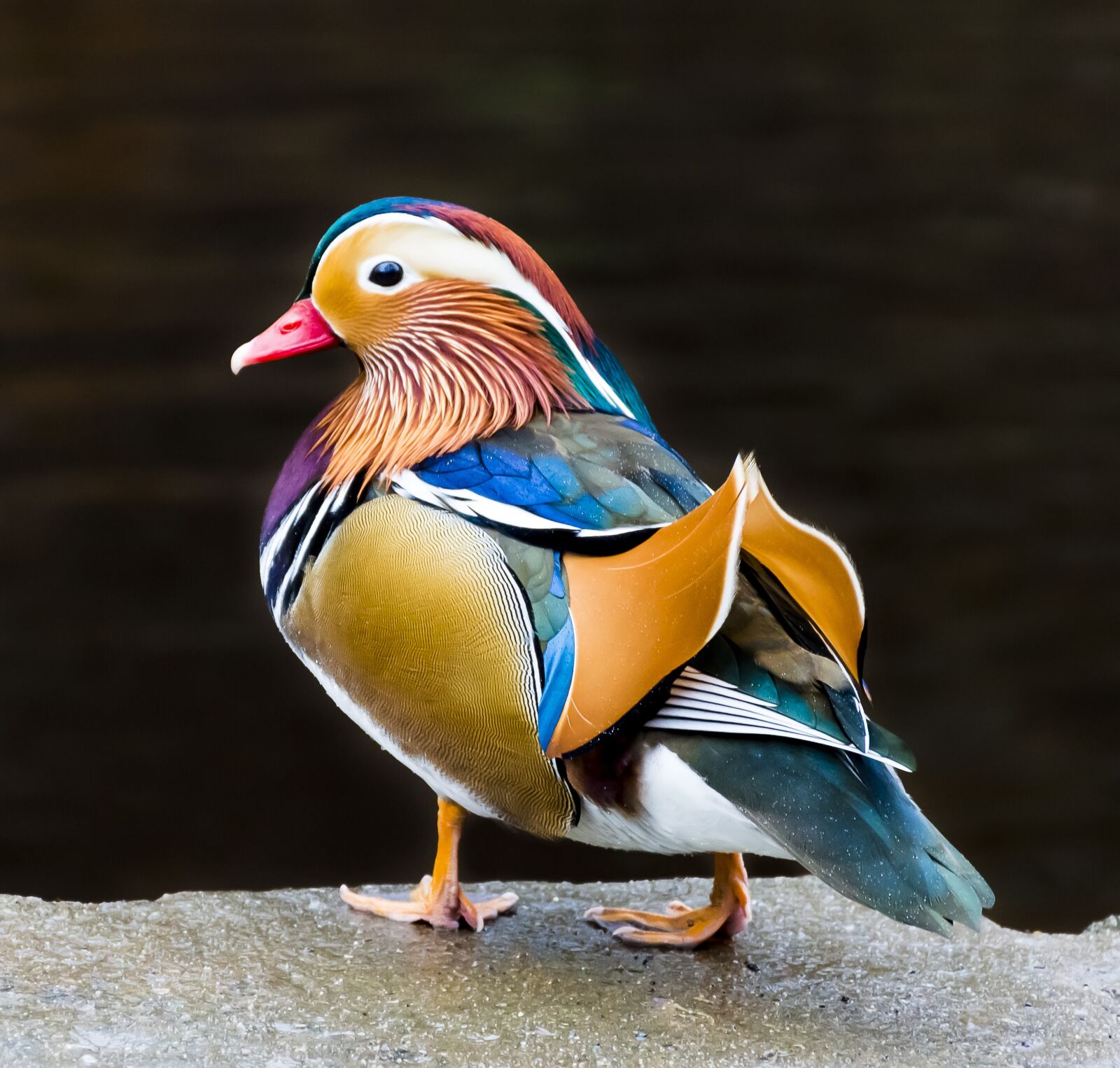 Nikon D7200 sample photo. Mandarin, duck, bird photography