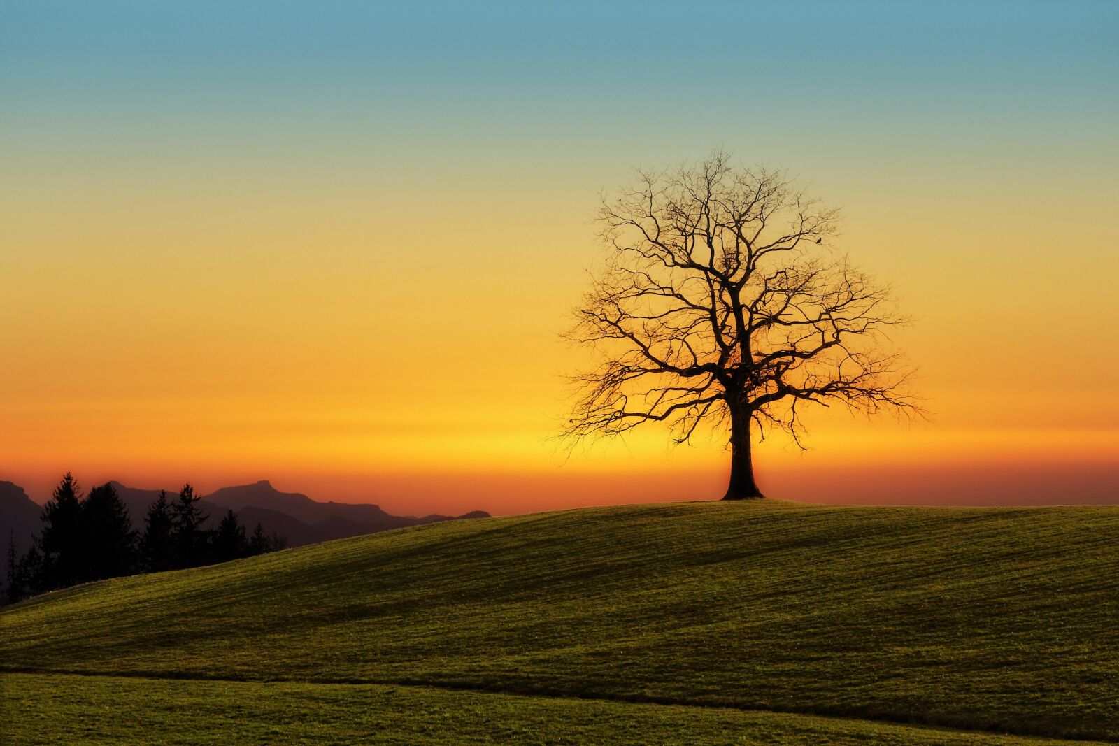Canon EOS 5D sample photo. Tree, sunset, nature photography