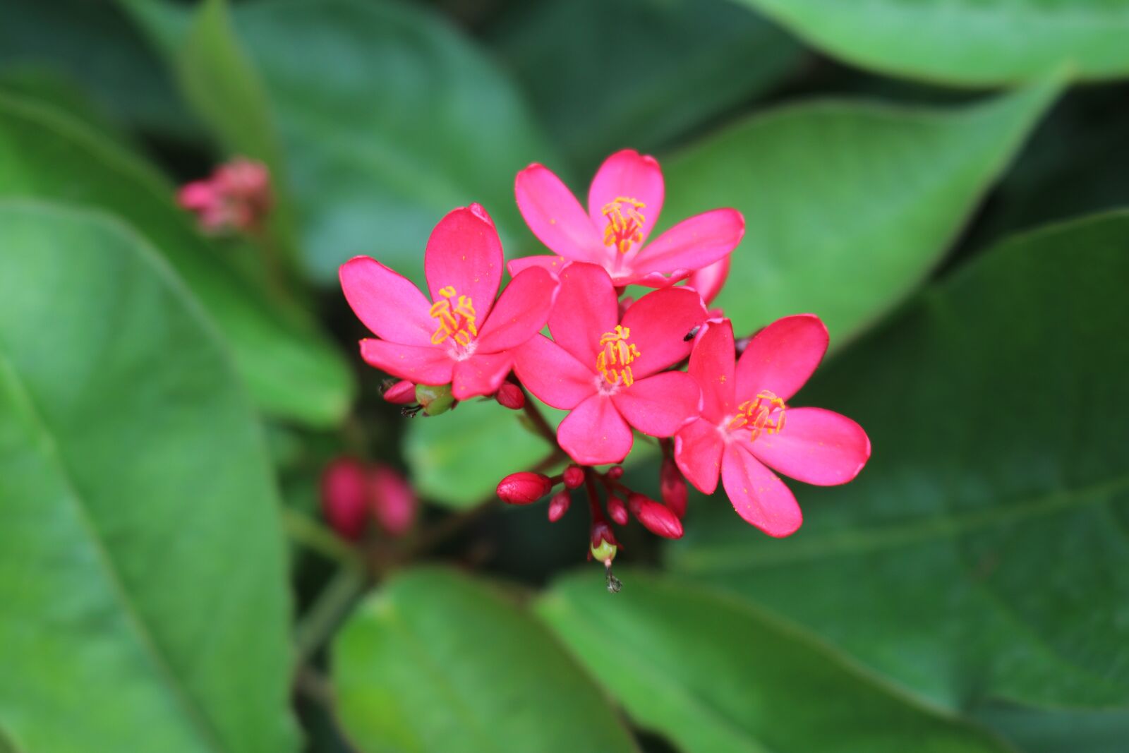 Canon EOS 80D sample photo. Nature, flora, flower photography
