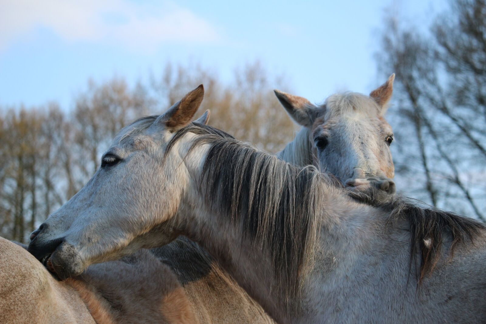 Canon EOS 100D (EOS Rebel SL1 / EOS Kiss X7) sample photo. Horse, mold, crawl photography