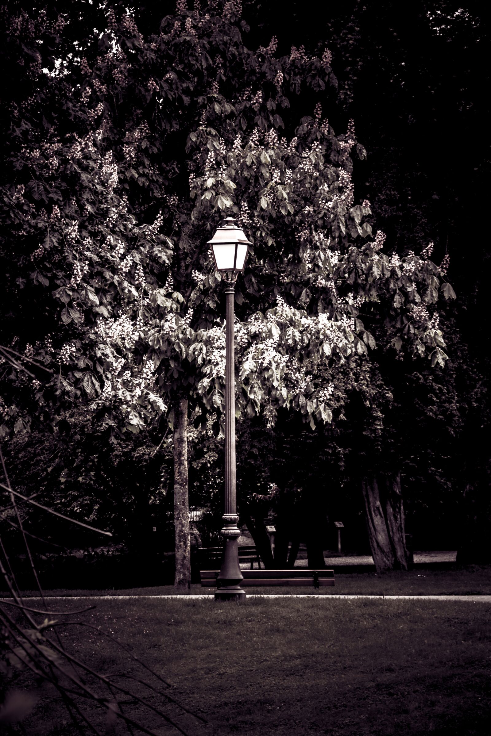 Canon EOS 70D + Canon EF-S 18-200mm F3.5-5.6 IS sample photo. Night, floor lamp, park photography