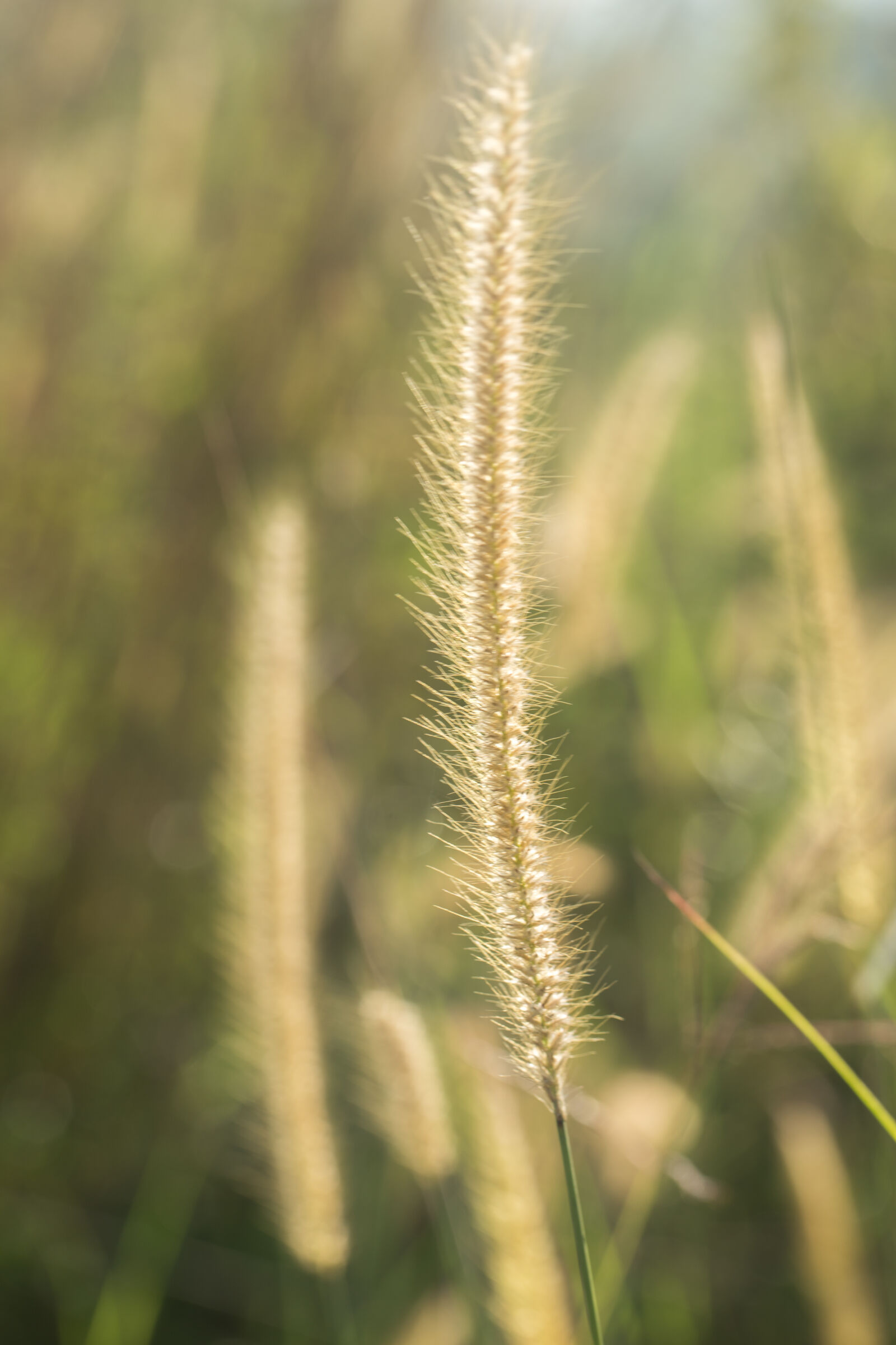 Canon EOS 6D + Canon EF 100mm F2.8L Macro IS USM sample photo. Agriculture, environment, explore, field photography