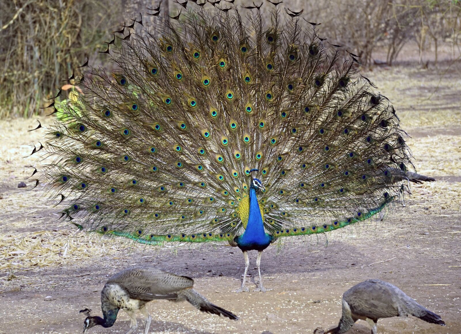 Sony a6000 sample photo. Indian, national, bird photography