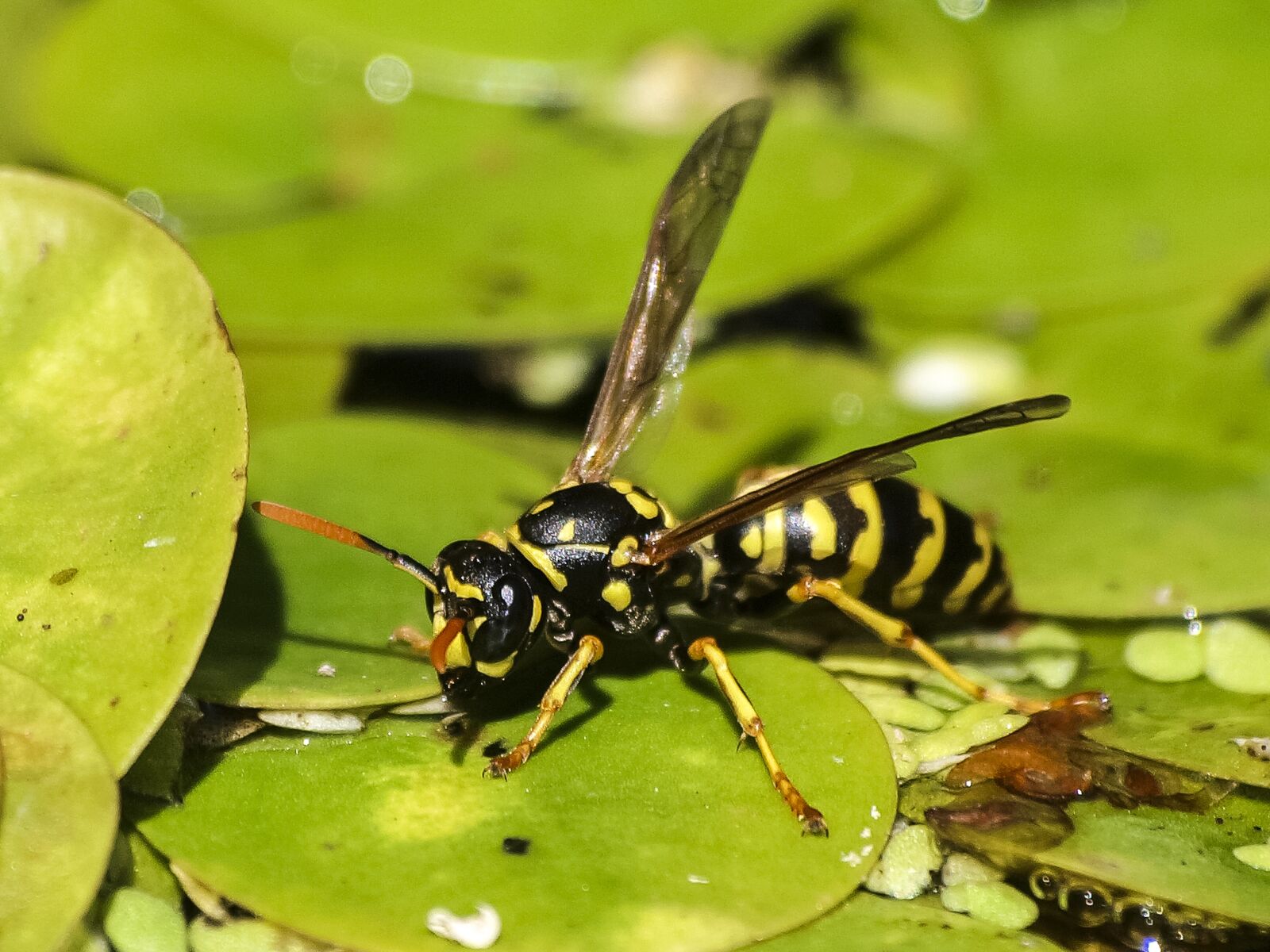 Olympus E-3 sample photo. Wasp, insect, nature photography
