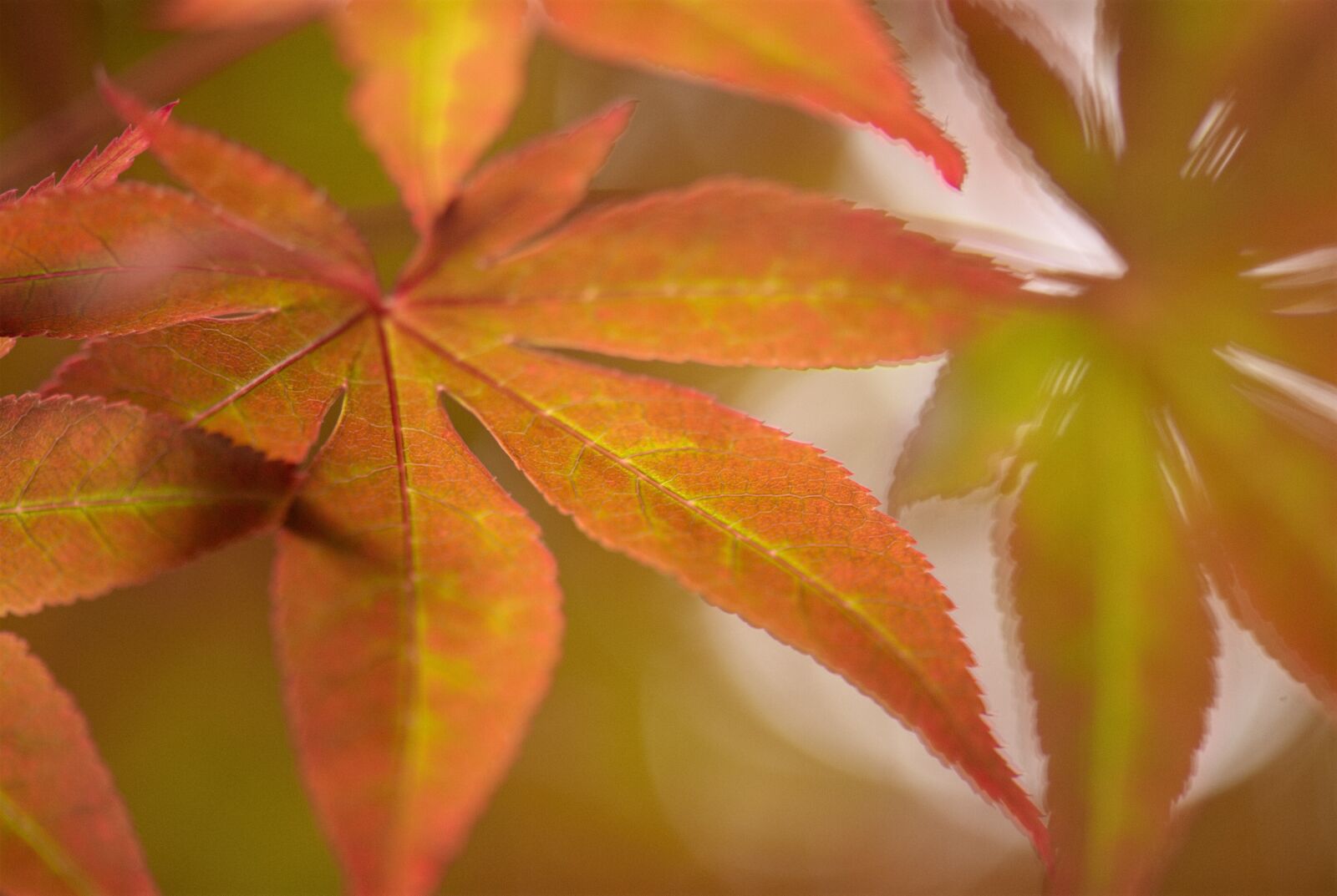 Nikon D200 sample photo. Tree, nature, outdoor photography