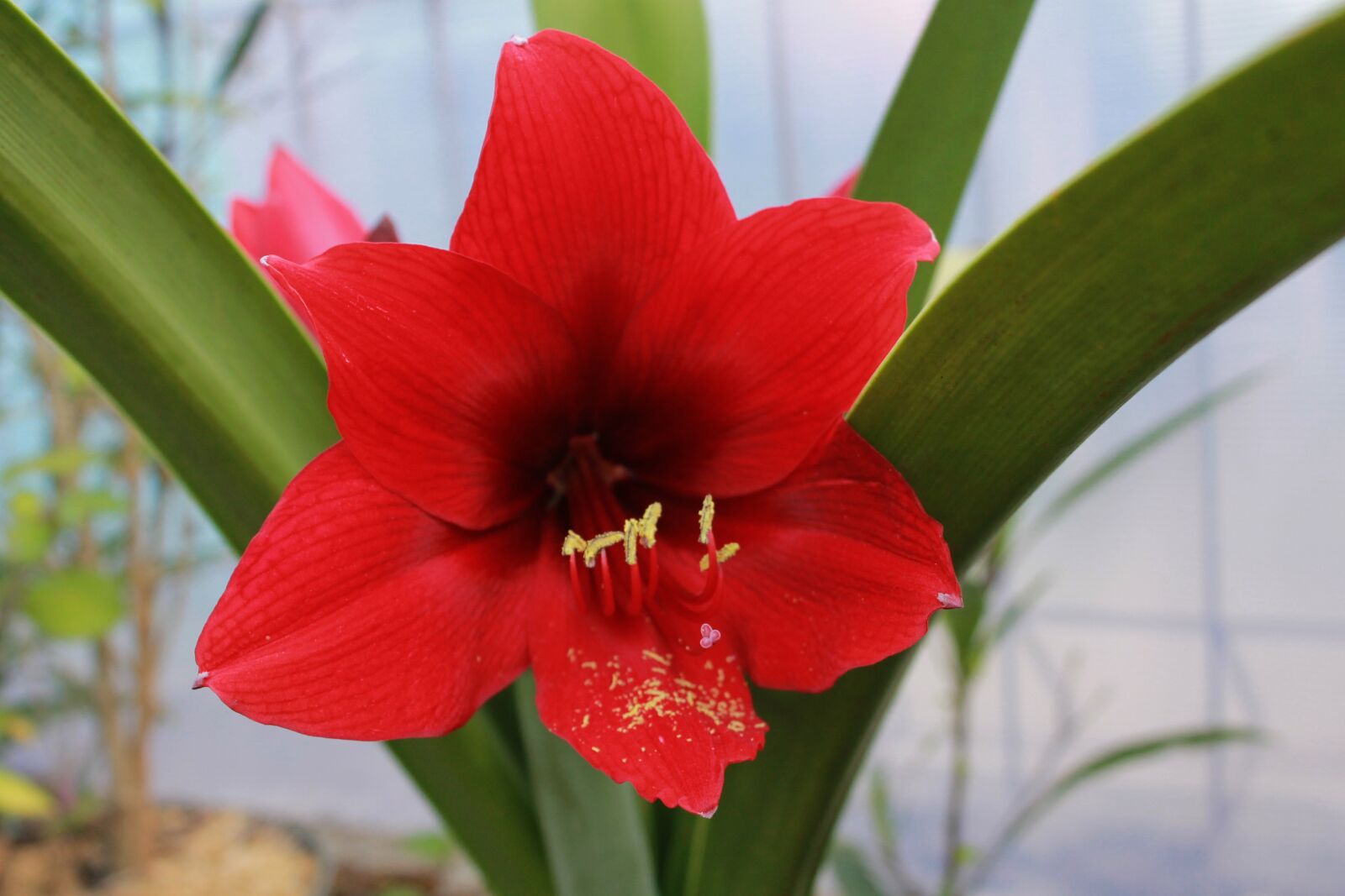 Canon EOS 1100D (EOS Rebel T3 / EOS Kiss X50) sample photo. Lily, red, flower photography