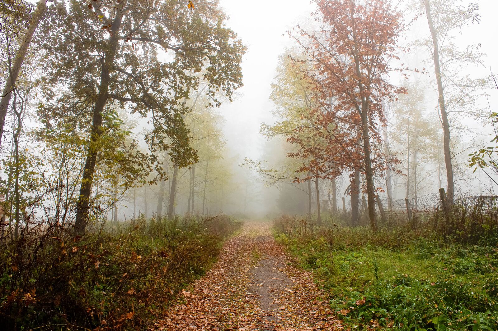 Canon EOS 600D (Rebel EOS T3i / EOS Kiss X5) sample photo. The fog, trees, the photography
