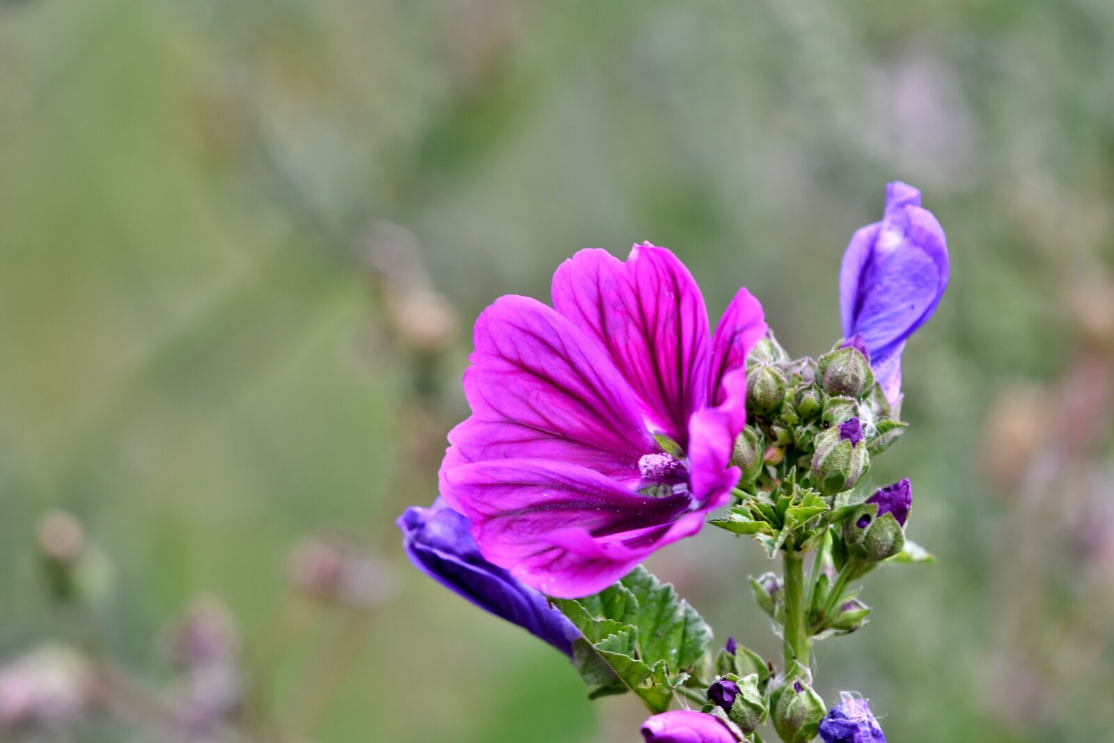 Nikon D500 sample photo. A large mallow, flowers photography
