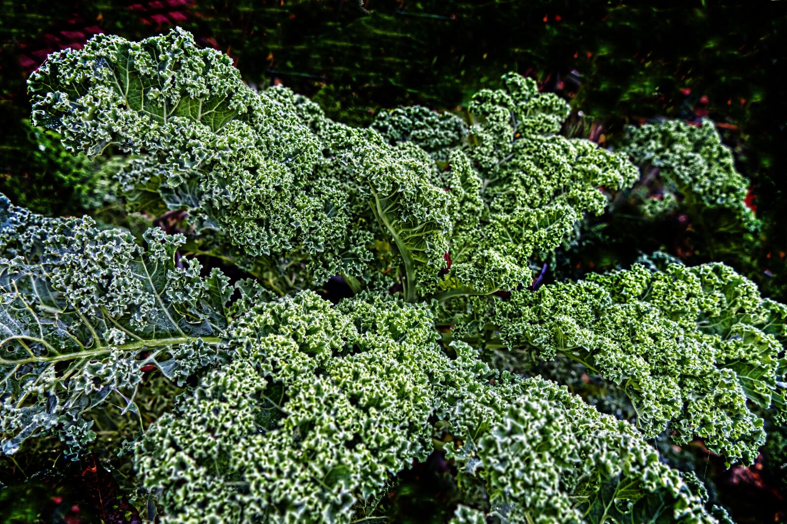 Panasonic Lumix DMC-FZ1000 sample photo. Kale, brown cabbage, krauskohl photography
