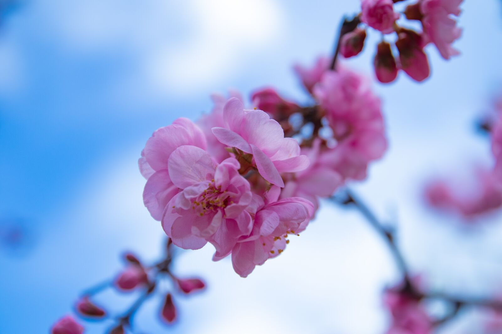 Canon EOS M6 sample photo. Spring, flower, branch photography