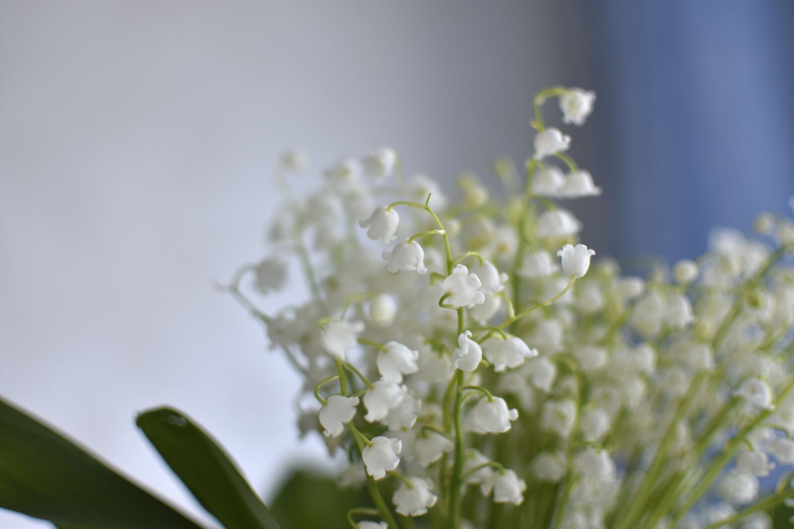 Nikon D3400 sample photo. Lilies of the valley photography
