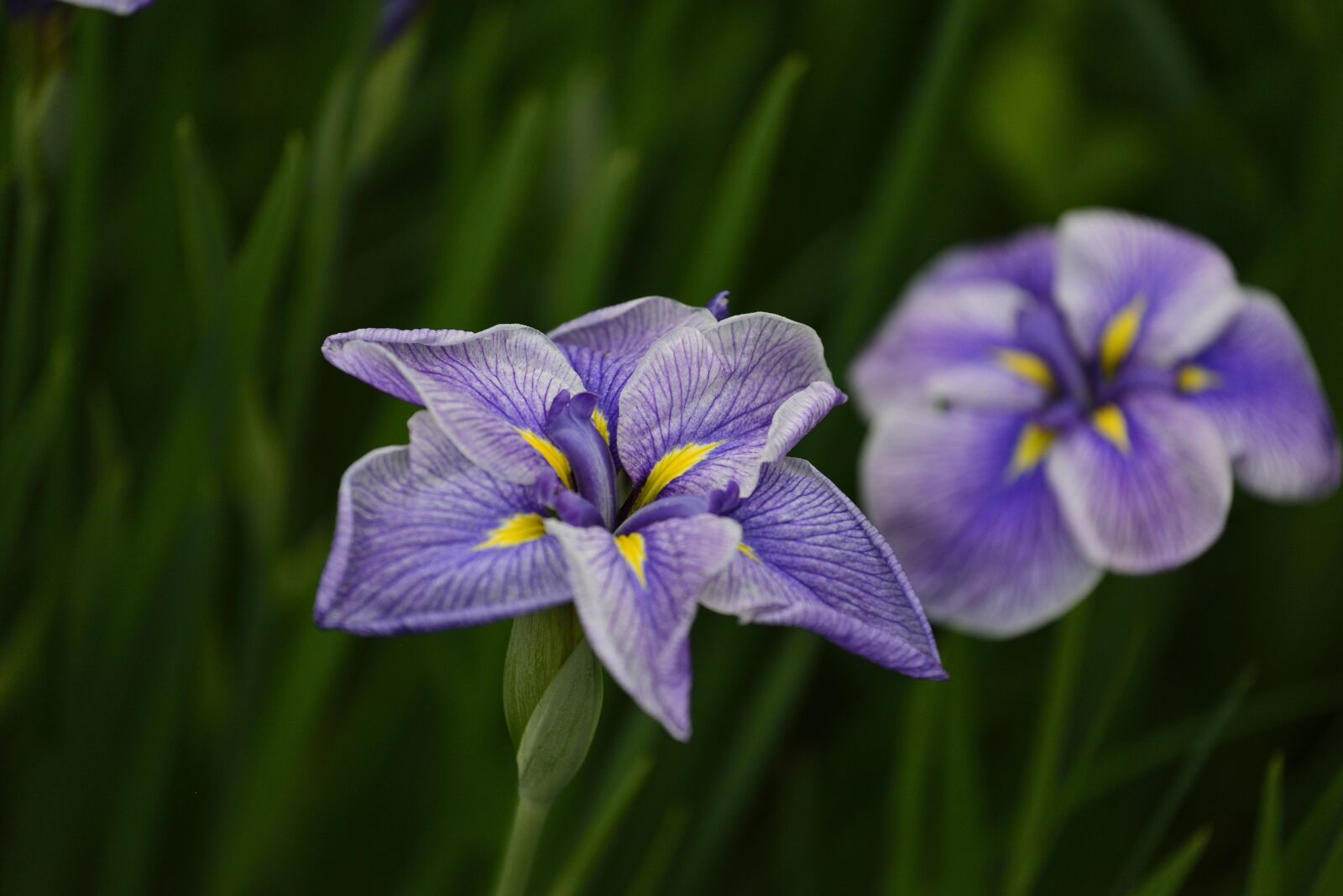 Nikon D610 sample photo. Flower, violet, floral photography