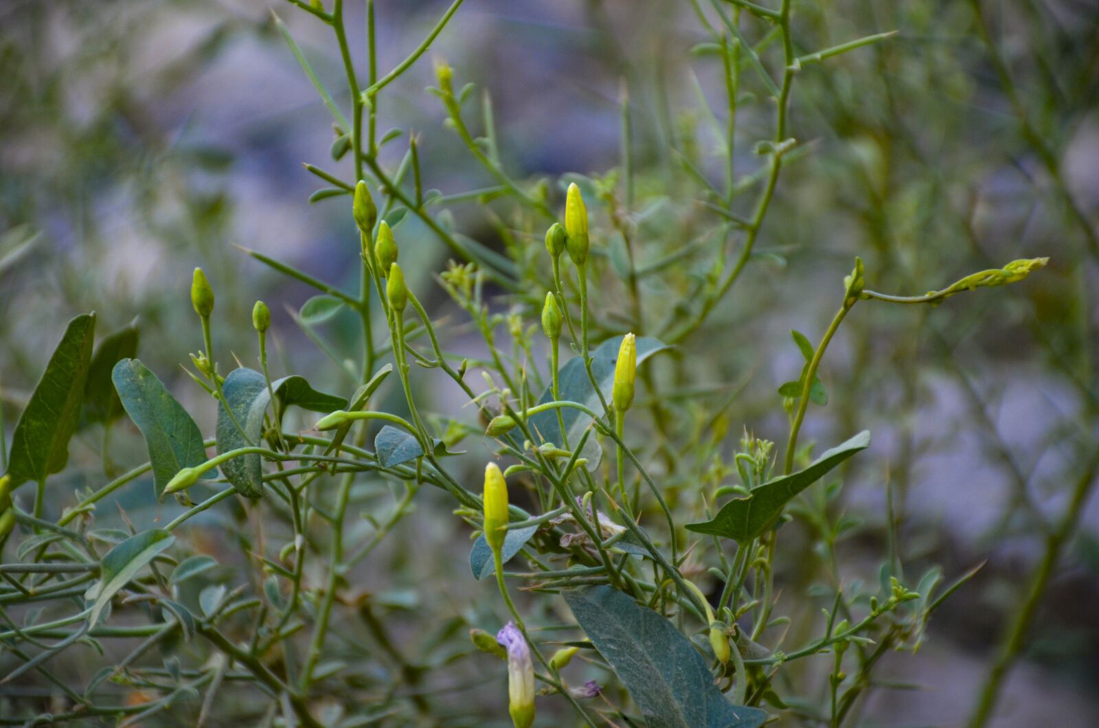 Nikon D7000 sample photo. Plant, grass, nature photography