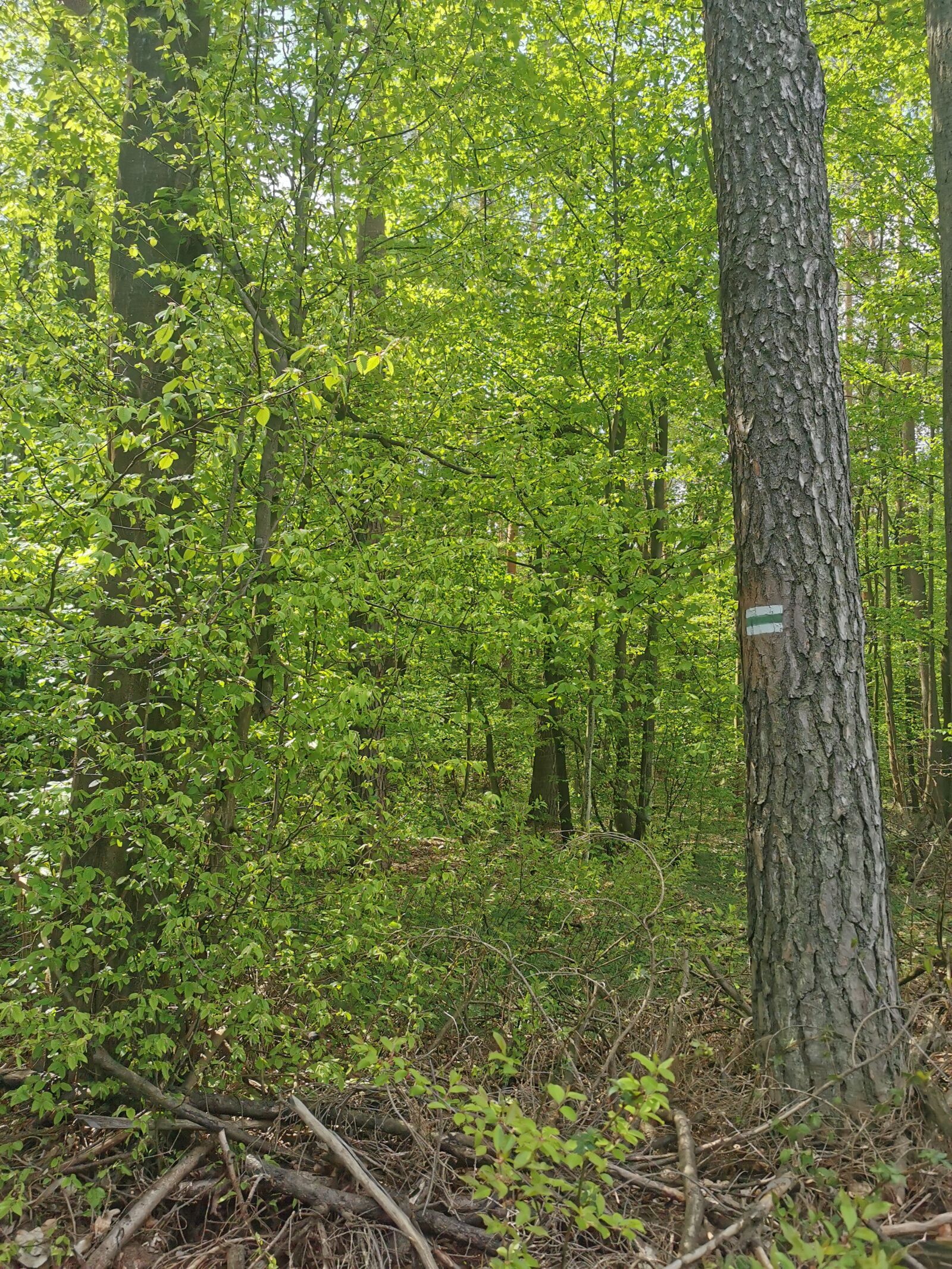 HUAWEI P30 Pro sample photo. Tree, forest, spring photography