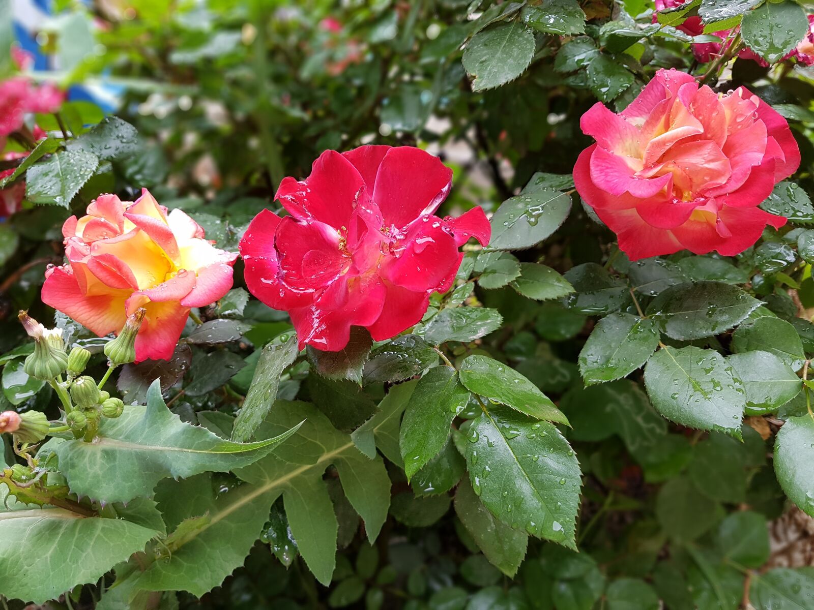 Samsung Galaxy S7 Edge sample photo. Flower, flora, rose photography