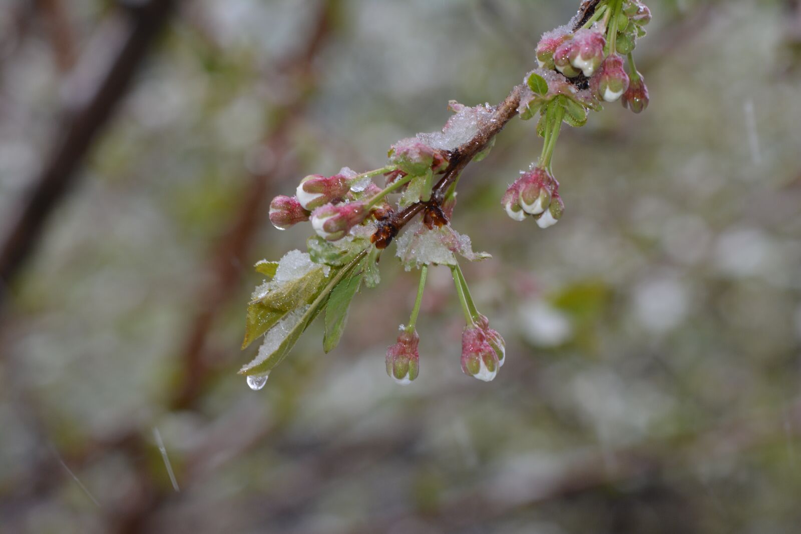 Nikon D5200 sample photo. Spring, cherry, bloom photography