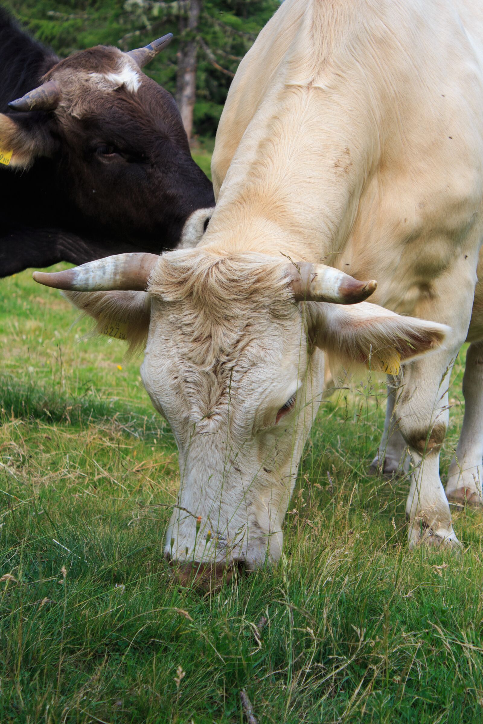 Canon EOS 650D (EOS Rebel T4i / EOS Kiss X6i) sample photo. Cow, beef, cattle photography