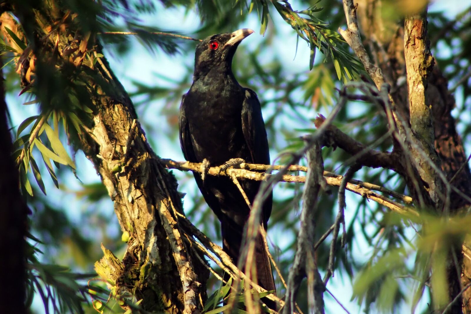 Olympus OM-D E-M1 sample photo. Koel juvenile male, wild photography
