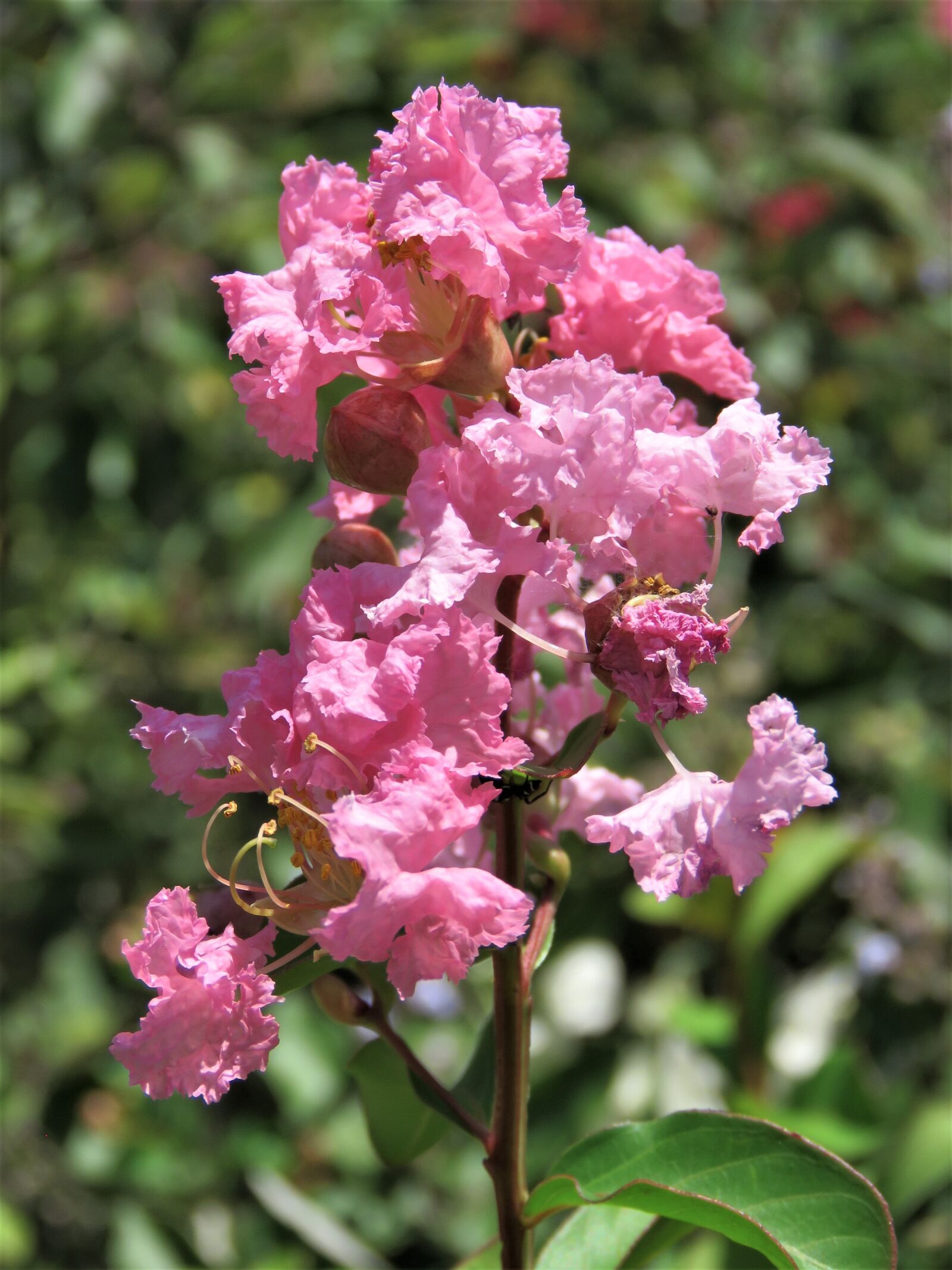 Canon PowerShot SX60 HS sample photo. Flower, pink, blooming photography