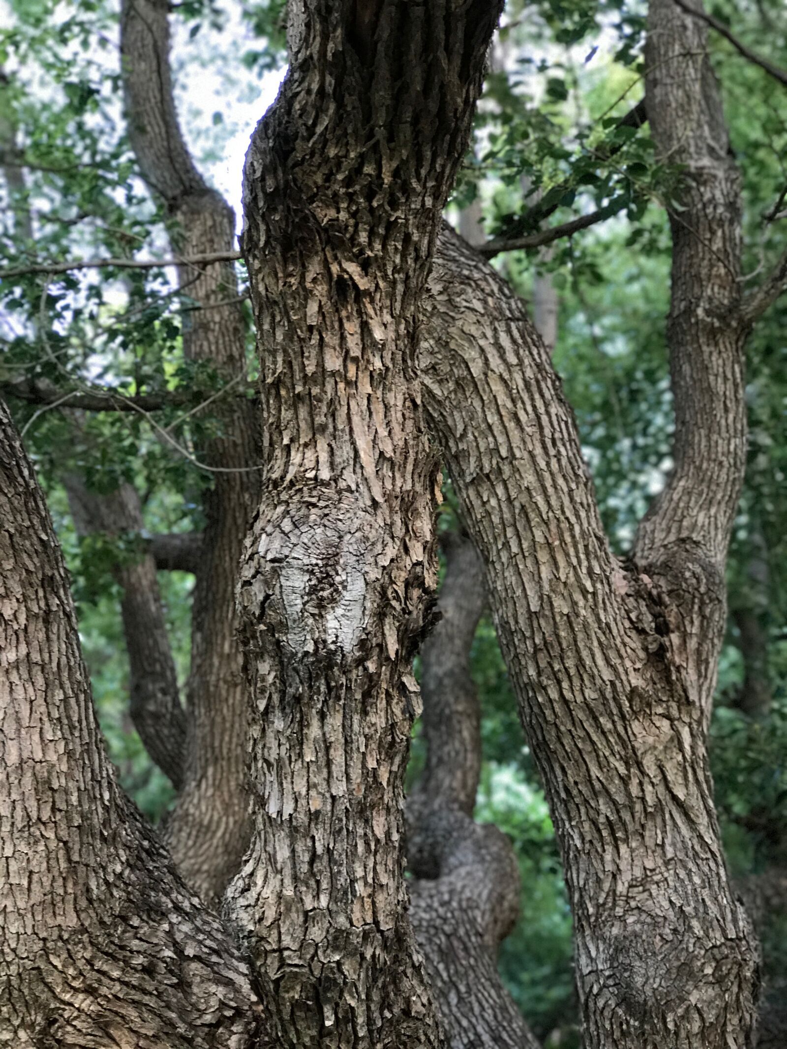iPhone 7 Plus back dual camera 6.6mm f/2.8 sample photo. Tree, nature, colour photography