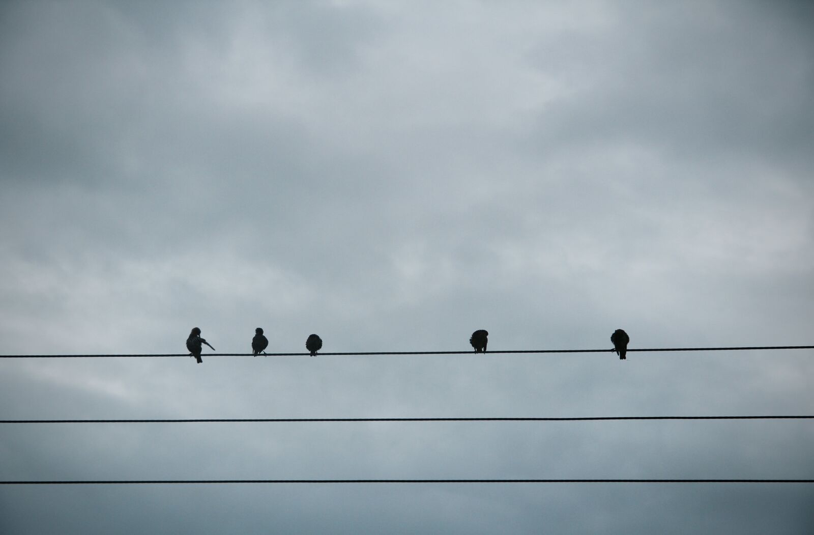 Canon EF-S 18-135mm F3.5-5.6 IS sample photo. Animals, birds, perched photography