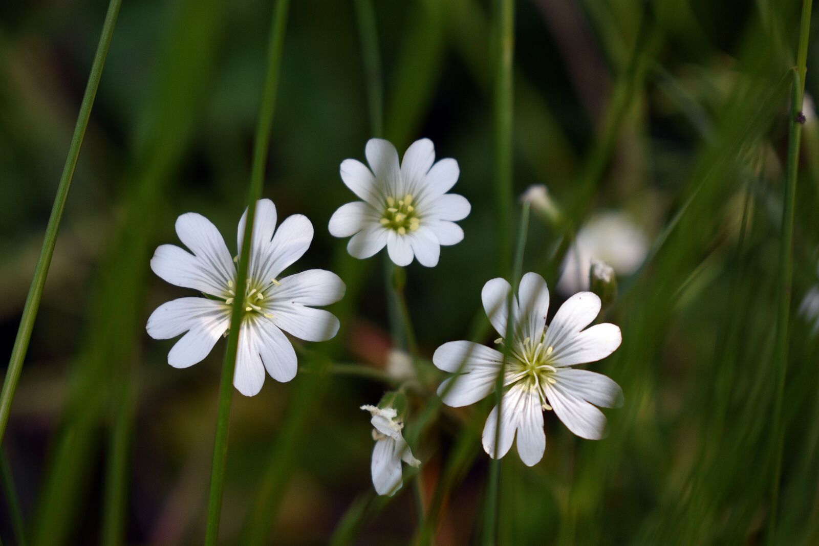 Nikon D3400 sample photo. Flower, flowers, spring photography
