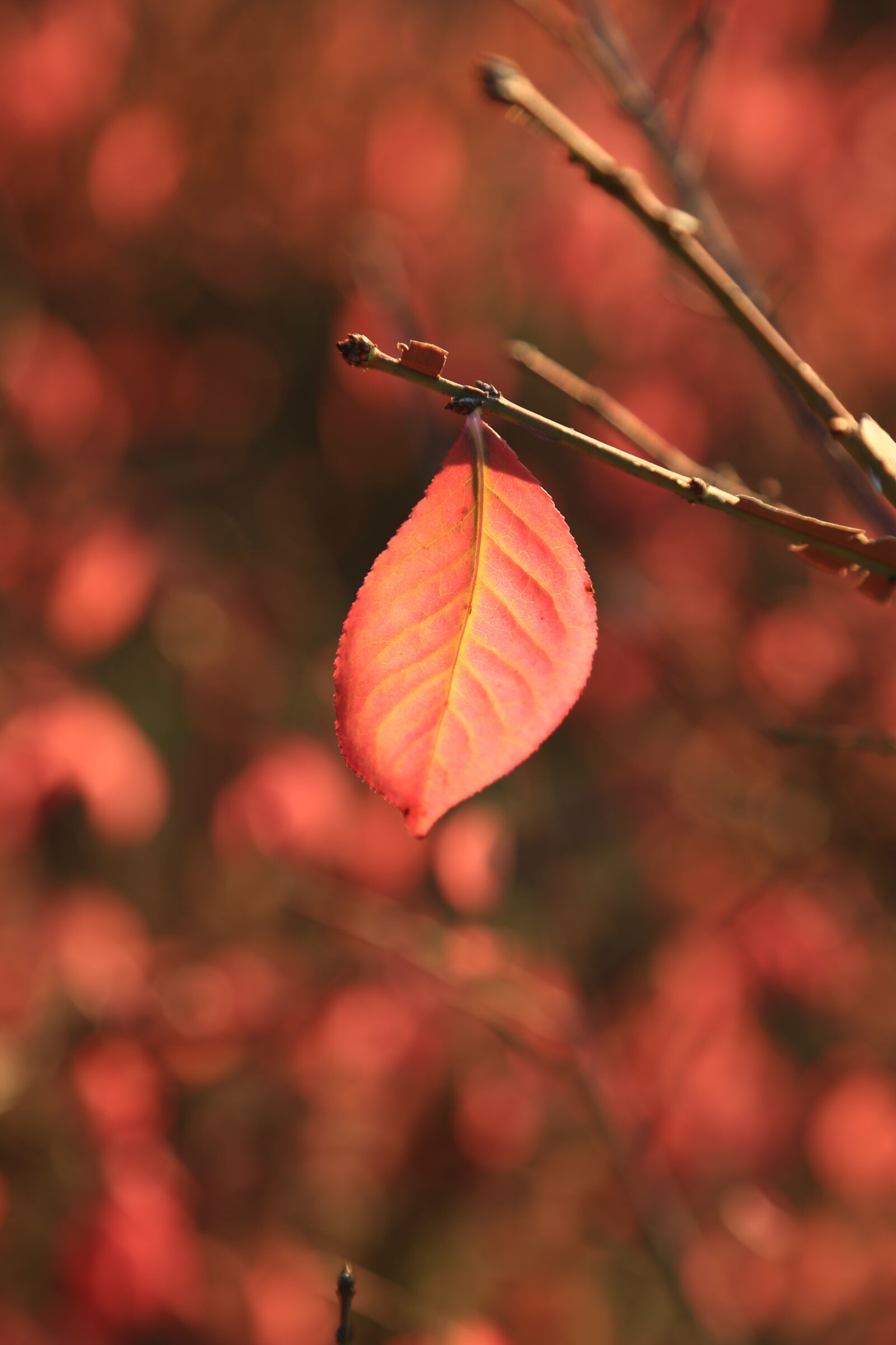 Canon EOS 6D + Canon EF 24-105mm F4L IS USM sample photo. Autumn leaves, maple leaf photography