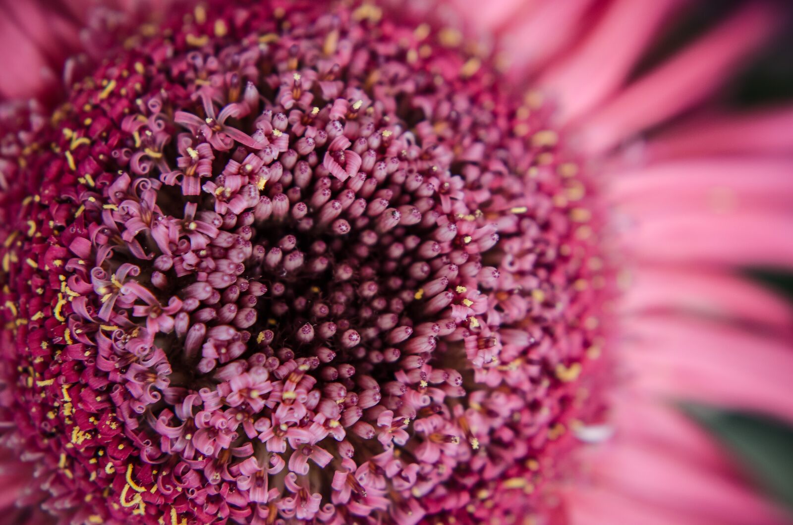 Nikon D7000 sample photo. Flower, purple, nature photography