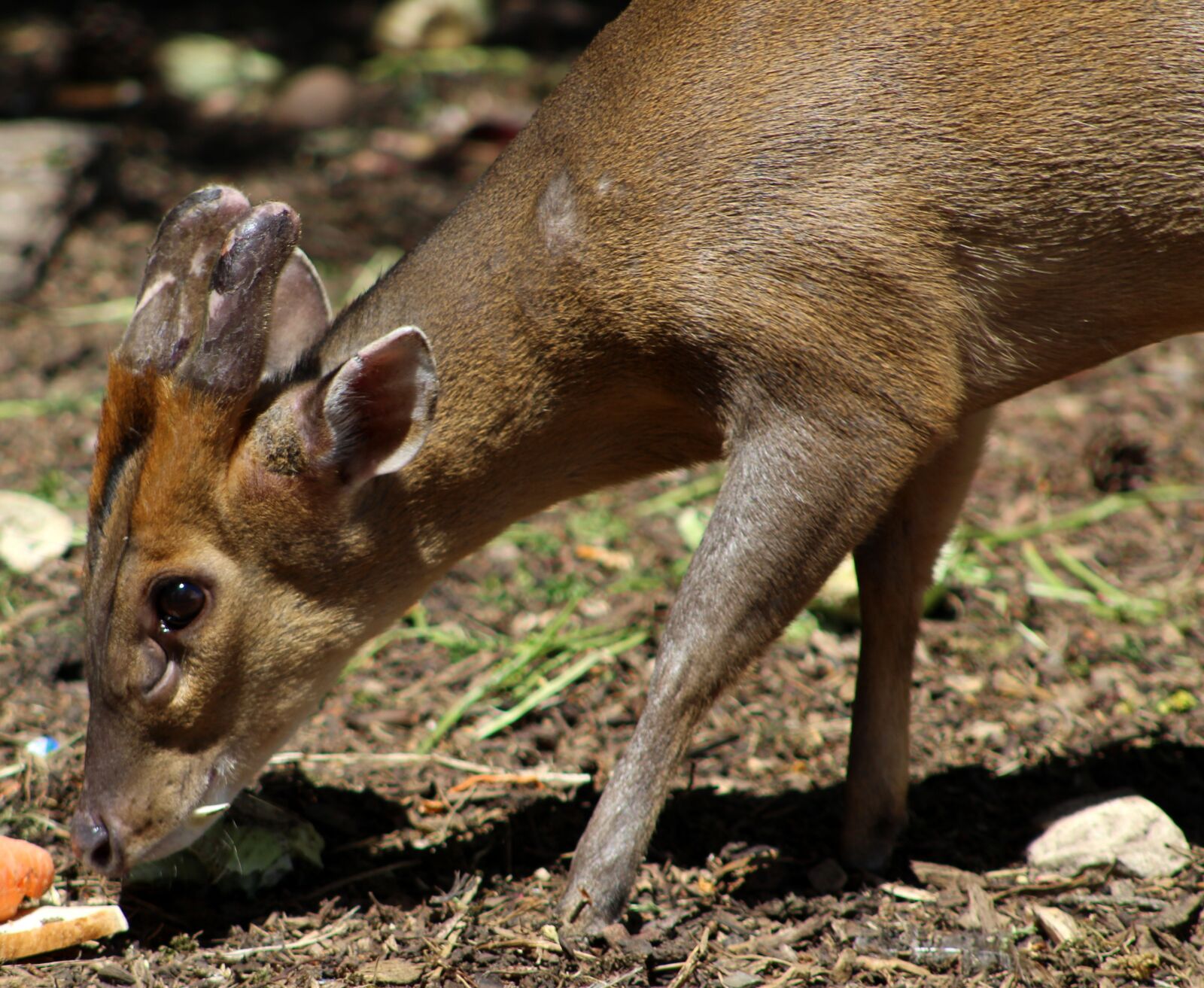 Canon EF75-300mm f/4-5.6 sample photo. Mammal, wildlife, animal photography