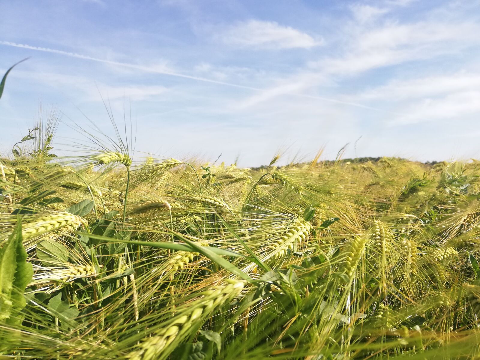 HUAWEI P20 lite sample photo. Cornfield, barley field, barley photography