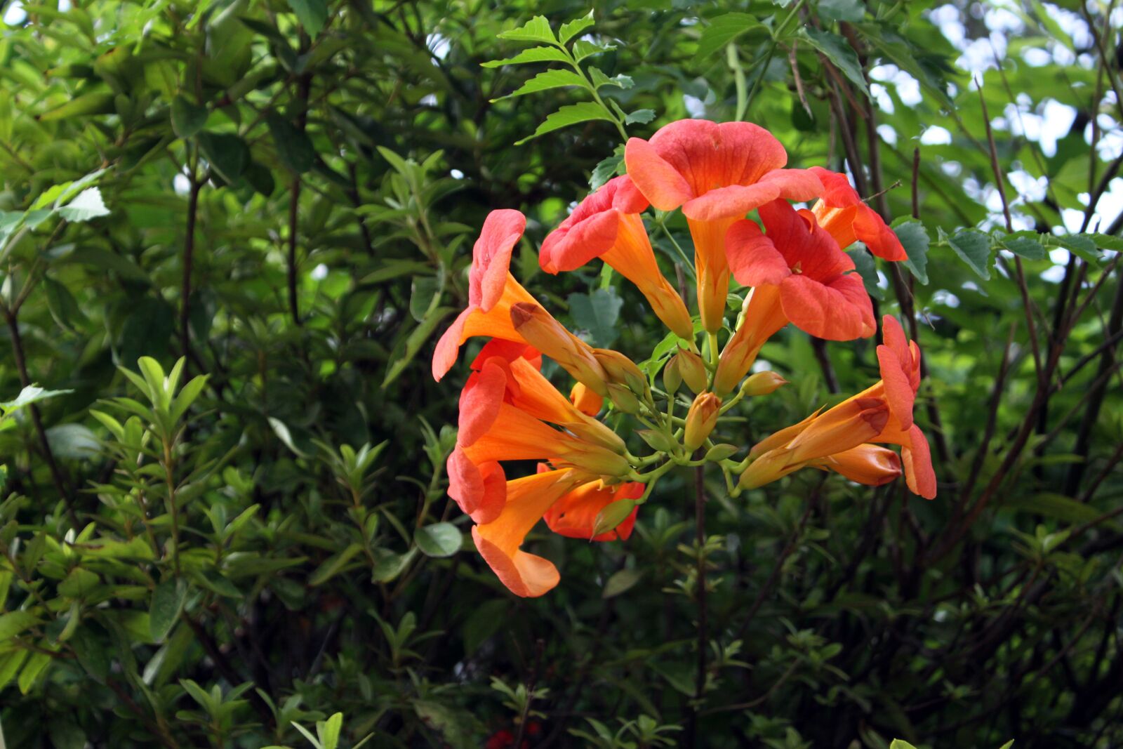 Canon EOS 50D sample photo. Campsis, red flower, trumpet photography