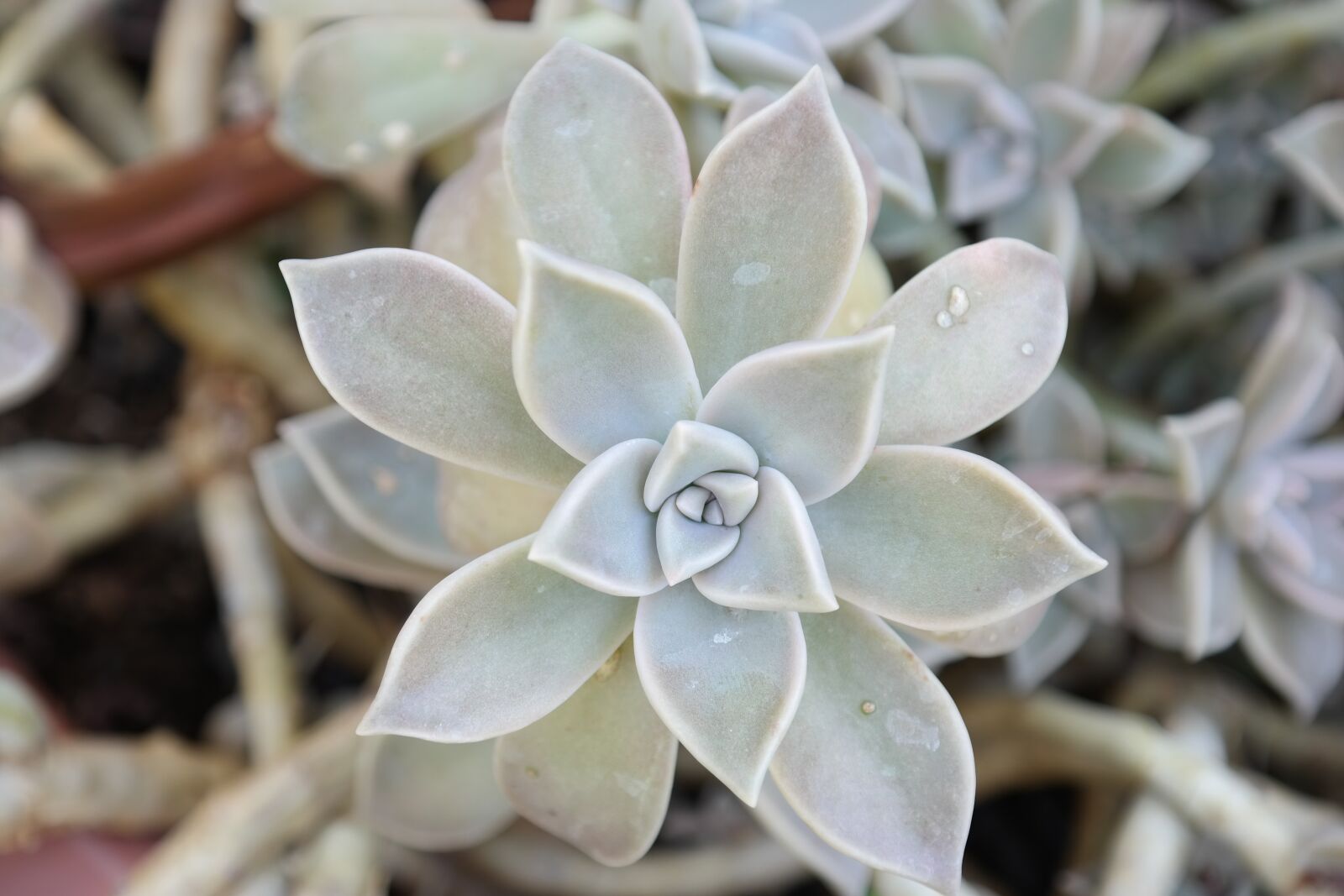 Samsung NX300 sample photo. Nature, cacti, cactus photography