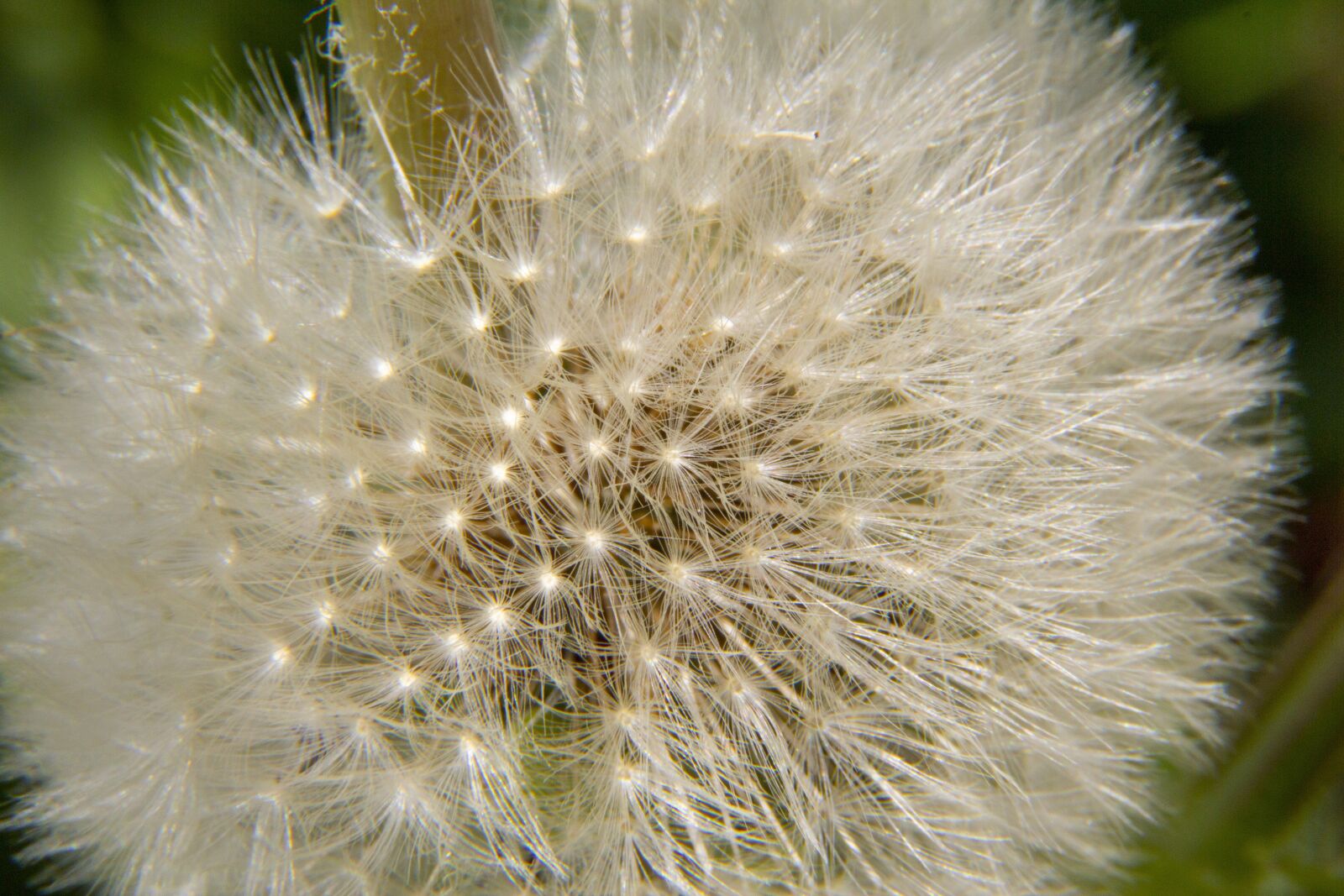 Canon EOS 600D (Rebel EOS T3i / EOS Kiss X5) sample photo. Dandelion, pupava, nature photography