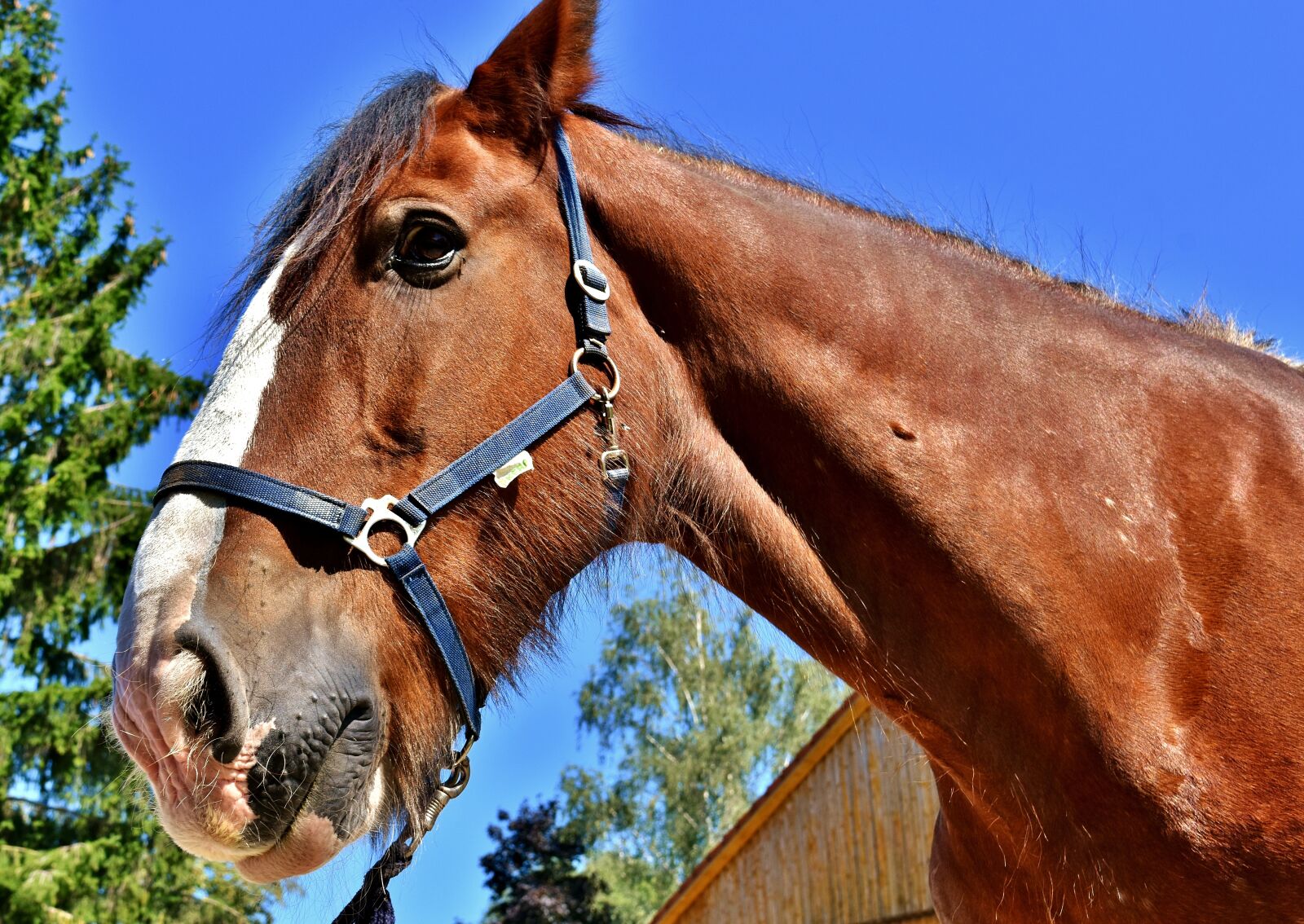 Nikon D7200 sample photo. Shire horse, horse, big photography