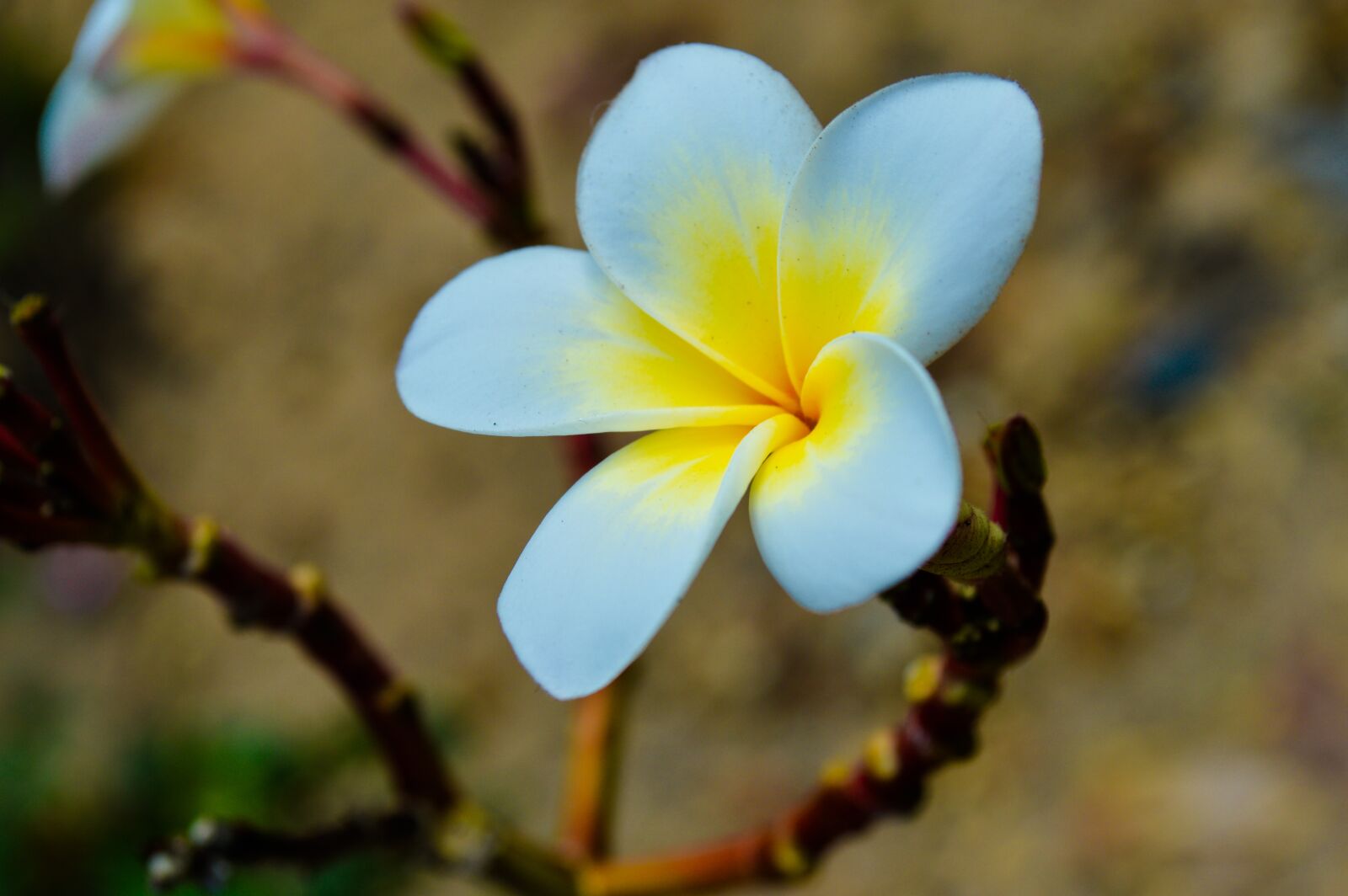 Nikon D3200 sample photo. Flowers, flower, bud photography
