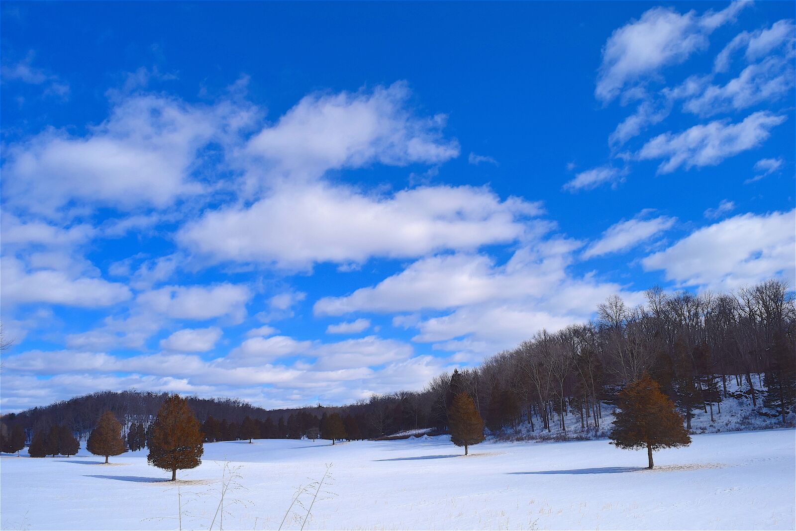 Nikon D3300 sample photo. Snow, field, trees photography