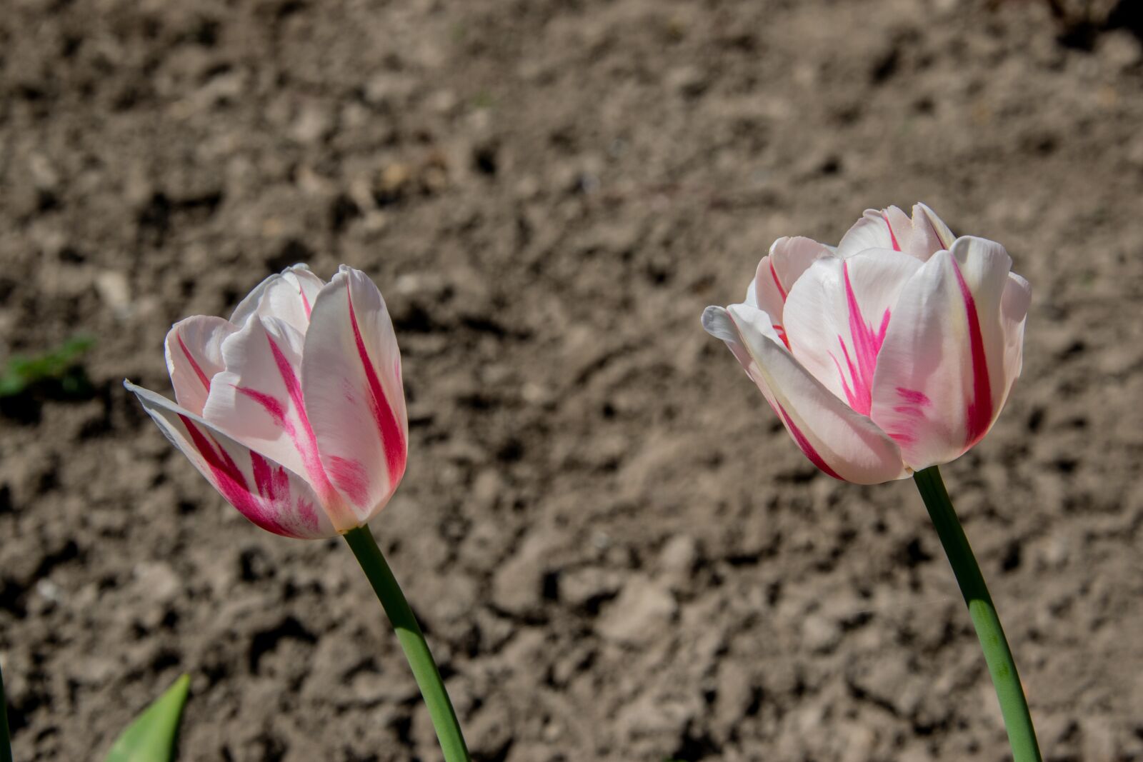Nikon D3300 sample photo. Tulip, flower, spring photography