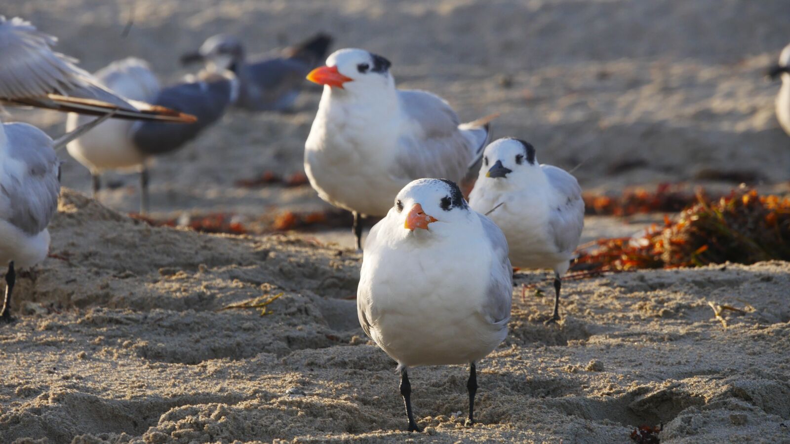 Panasonic Lumix DMC-G7 sample photo. Birds, beach, sea photography