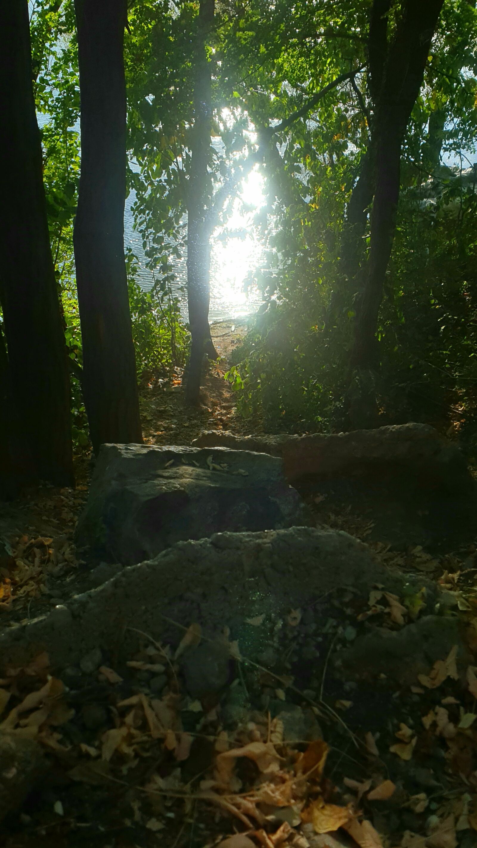 Samsung Galaxy S9+ sample photo. Deep, forest, light photography