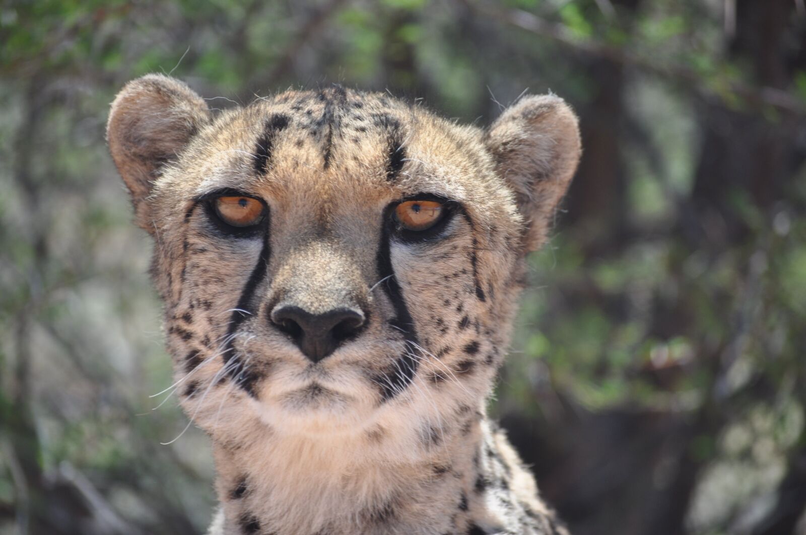 Nikon D90 sample photo. Cheetah, predator, big cat photography