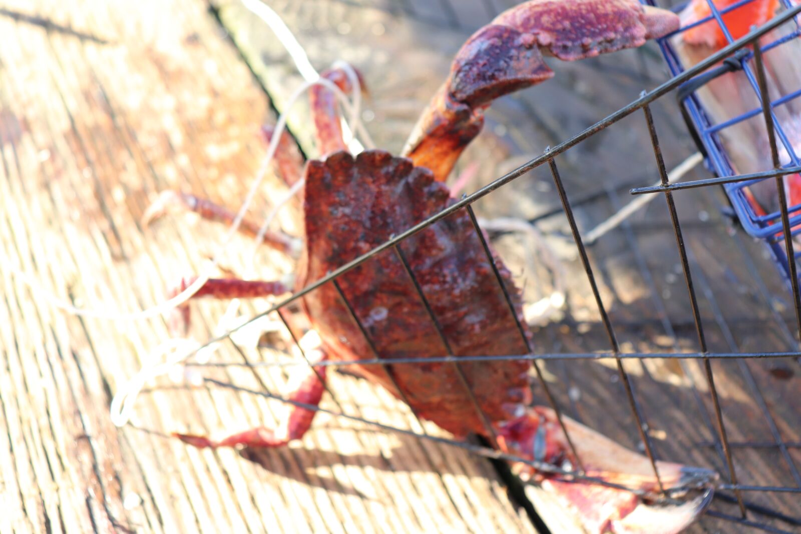 Canon EOS 800D (EOS Rebel T7i / EOS Kiss X9i) sample photo. Crab, crab trap, fishing photography