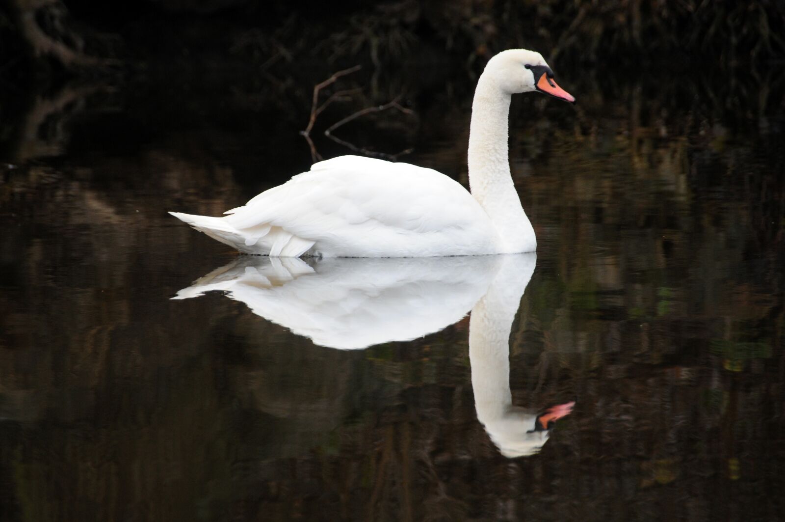 Nikon D300S sample photo. Swan, noble, water photography