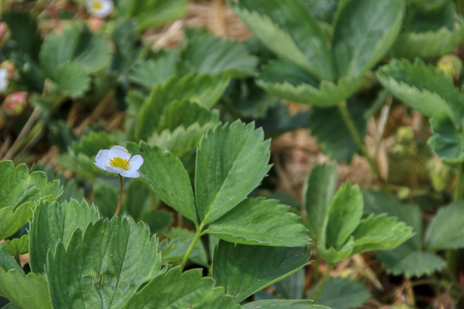 Canon EOS 80D sample photo. Strawberry, blossom, bloom photography
