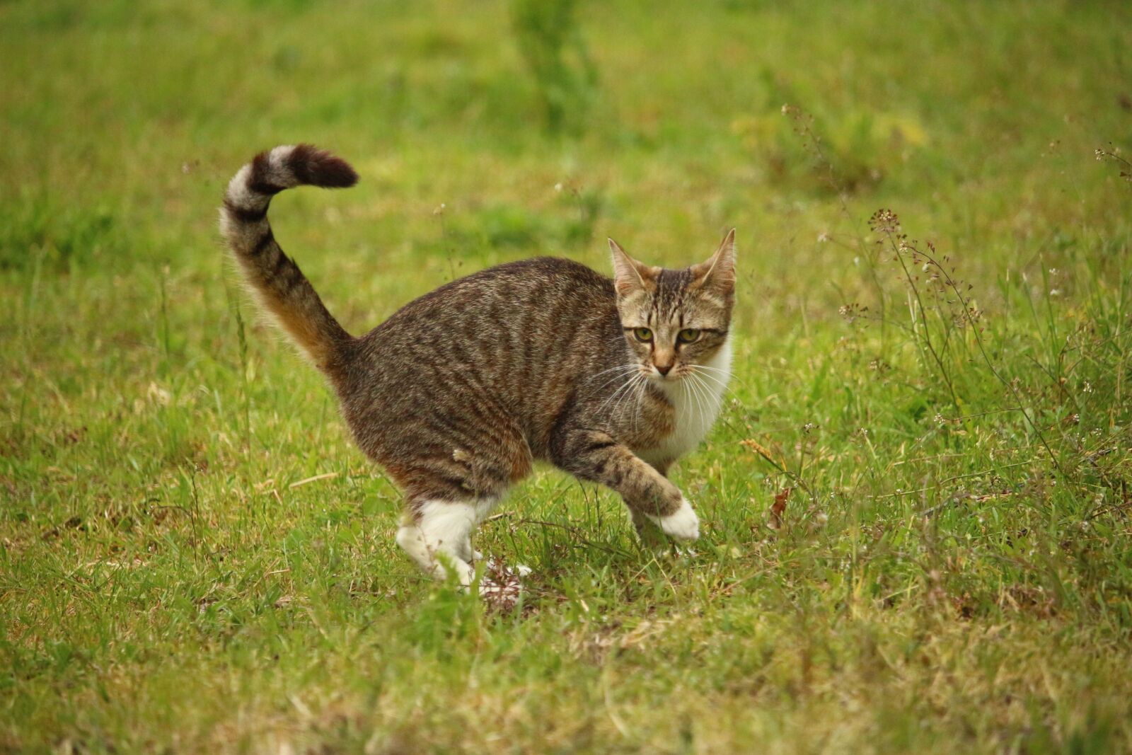 Canon EOS 100D (EOS Rebel SL1 / EOS Kiss X7) sample photo. Cat, mieze, kitten photography