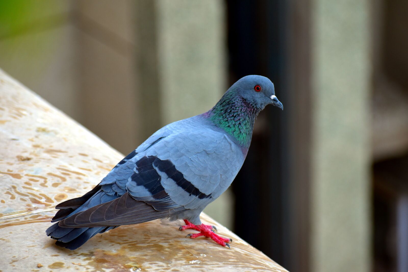 Nikon D5600 sample photo. Feral pigeon, bird, street photography