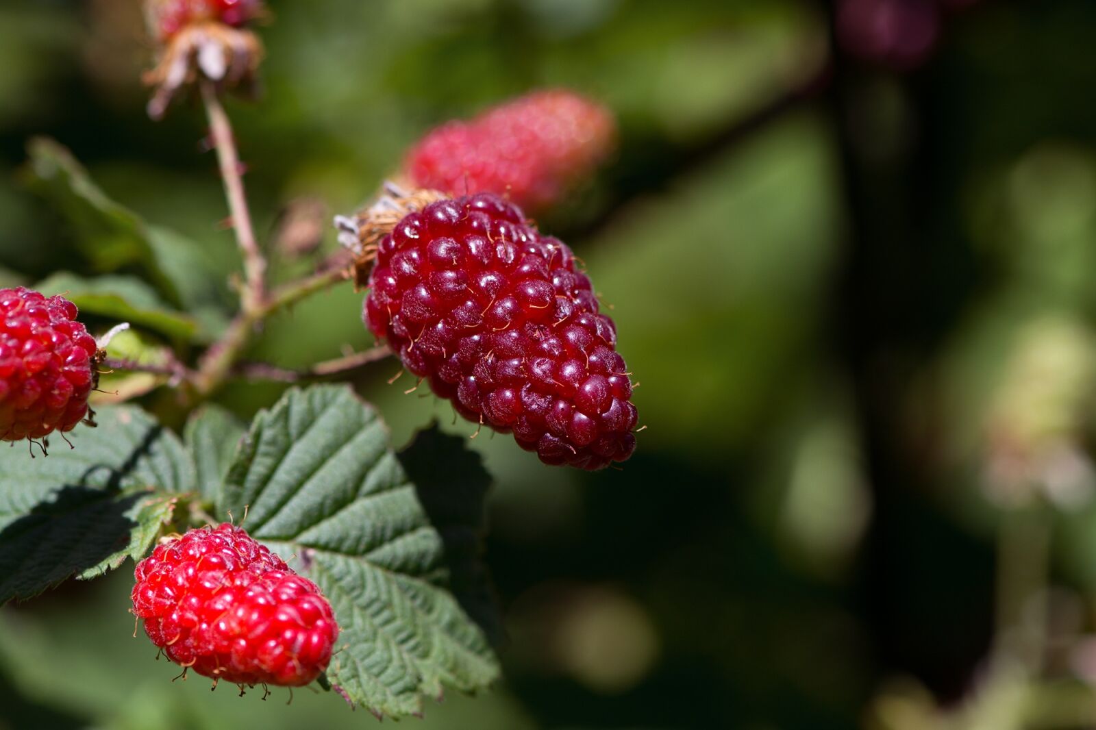 Nikon D7100 sample photo. Blackberries, berries, fruits photography