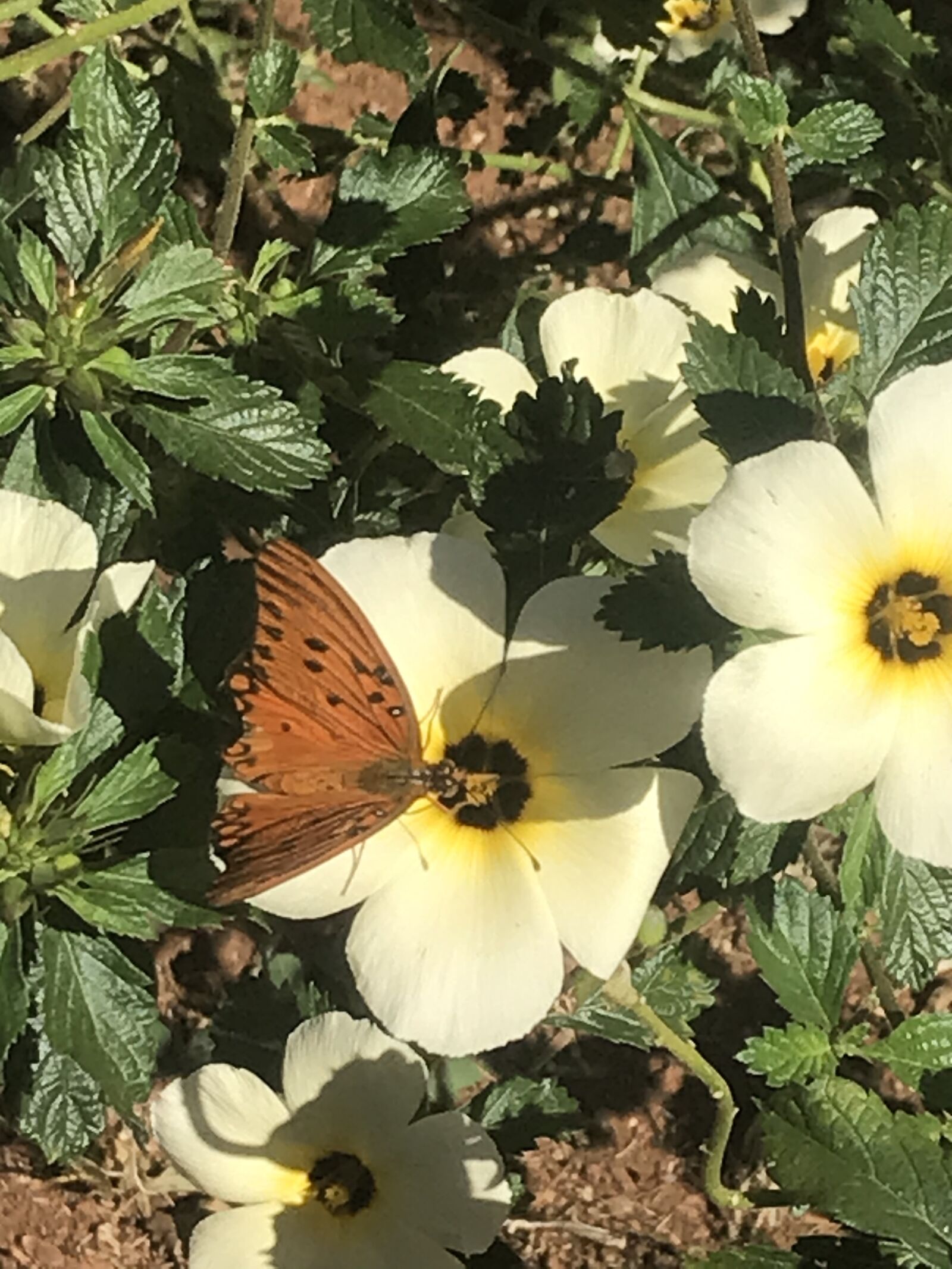 iPhone 7 back camera 3.99mm f/1.8 sample photo. Flores, borboleta, campo photography