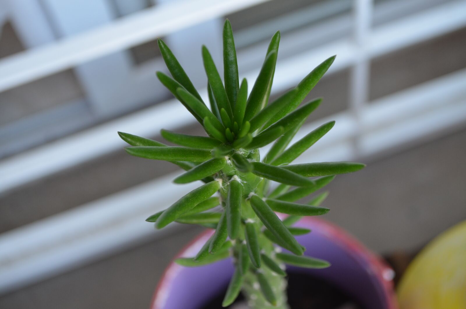 Nikon D5100 sample photo. Cactus, green, plant photography