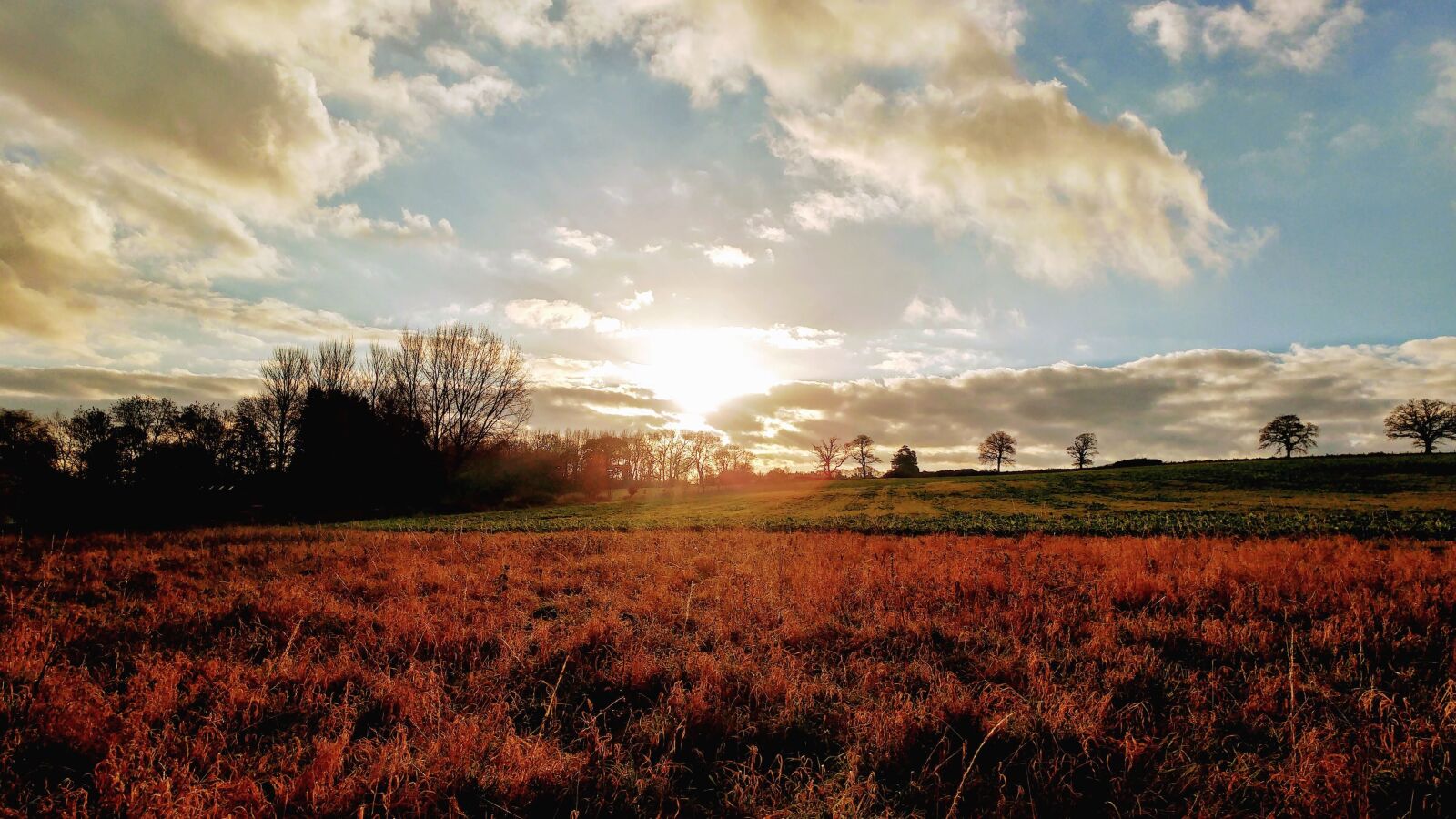 LG G5 sample photo. Field, grass, tree, sky photography